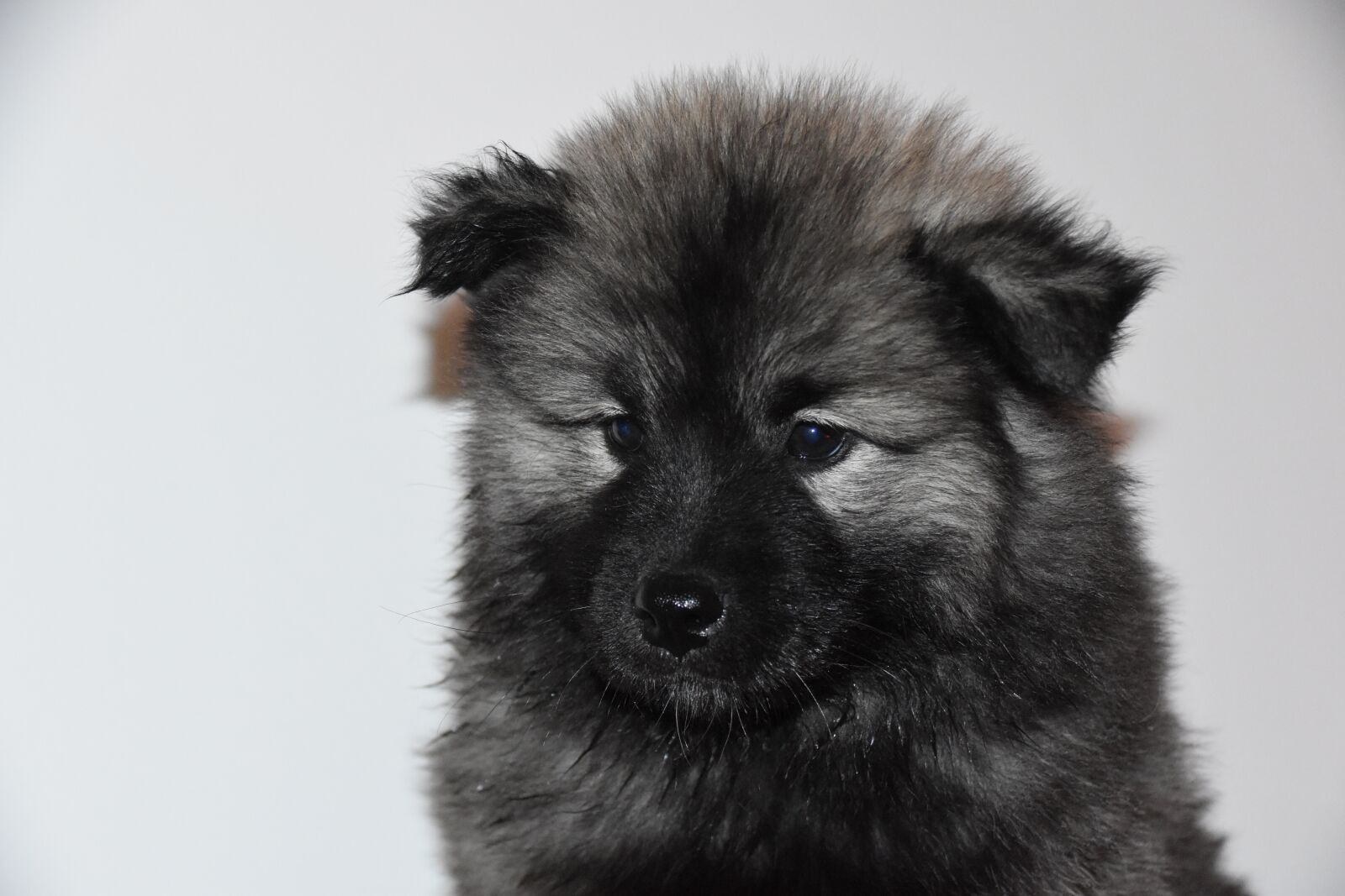 Nikon D5600 sample photo. Dog, dog eurasier, dog photography
