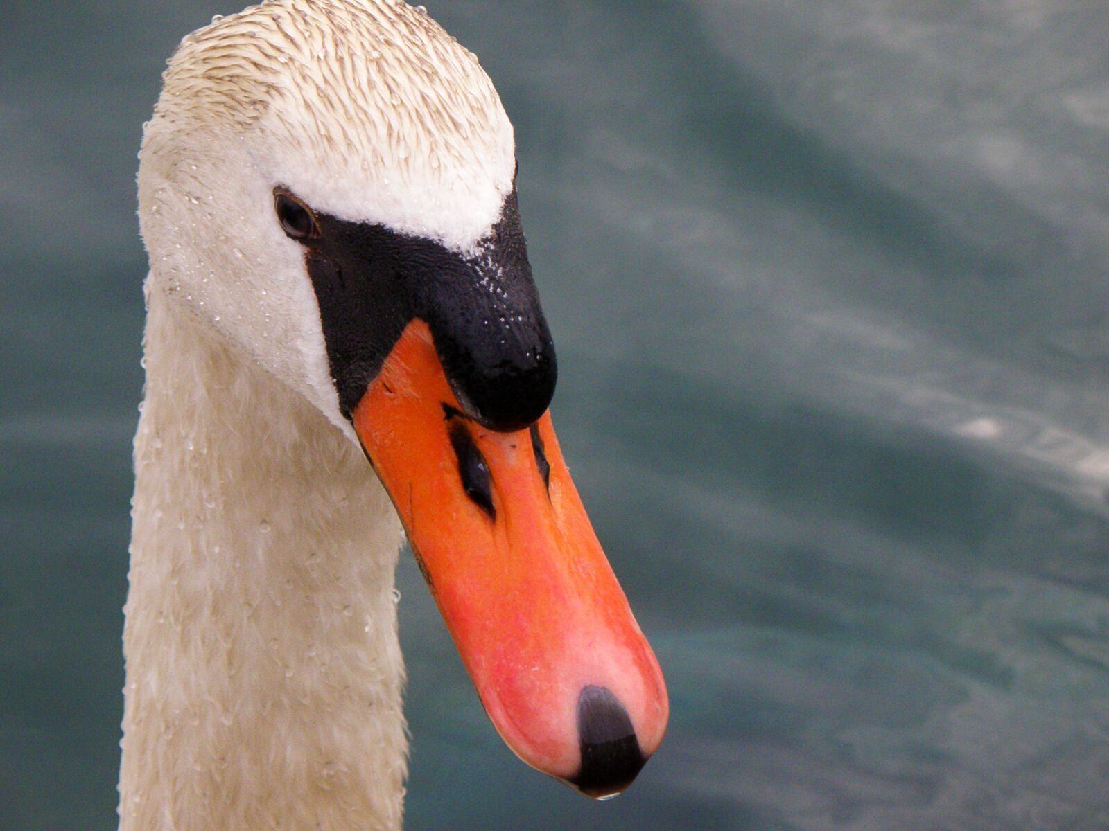 Olympus SP570UZ sample photo. Swan, head, white photography