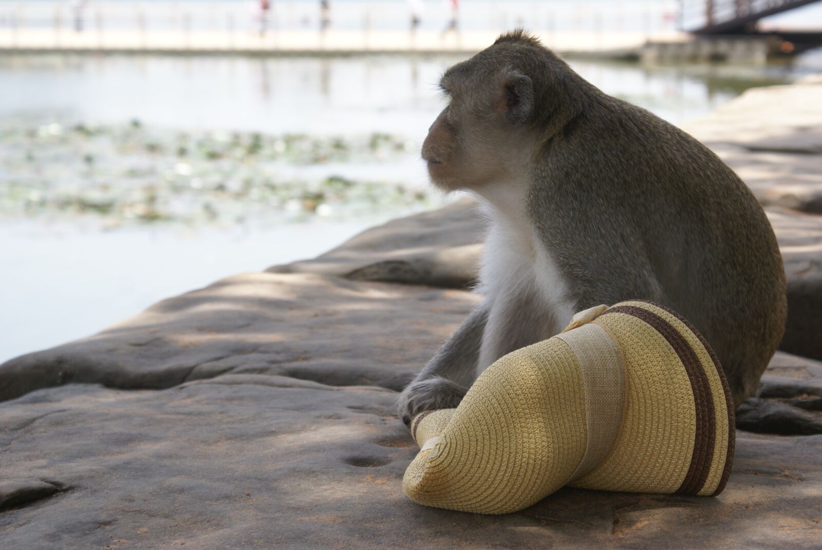 Sony Alpha DSLR-A100 sample photo. Cambodia monkey, angkor wat photography