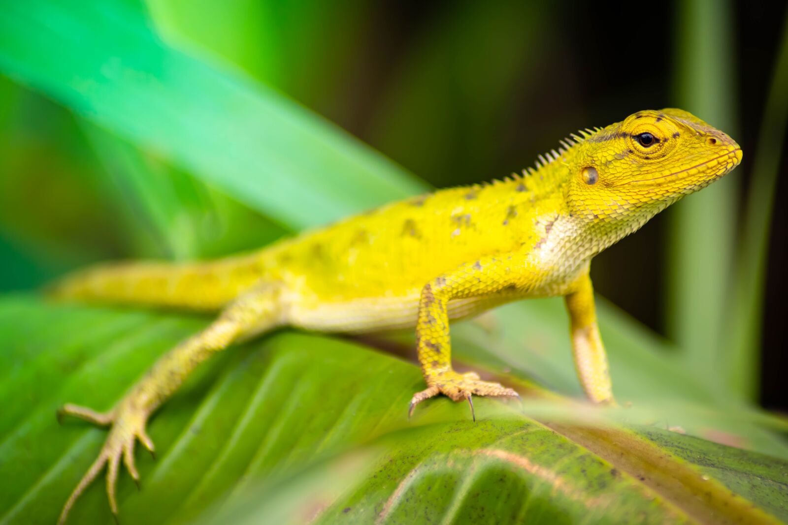 Tamron AF 70-300mm F4-5.6 Di LD Macro sample photo. Chameleon, background, isolated photography