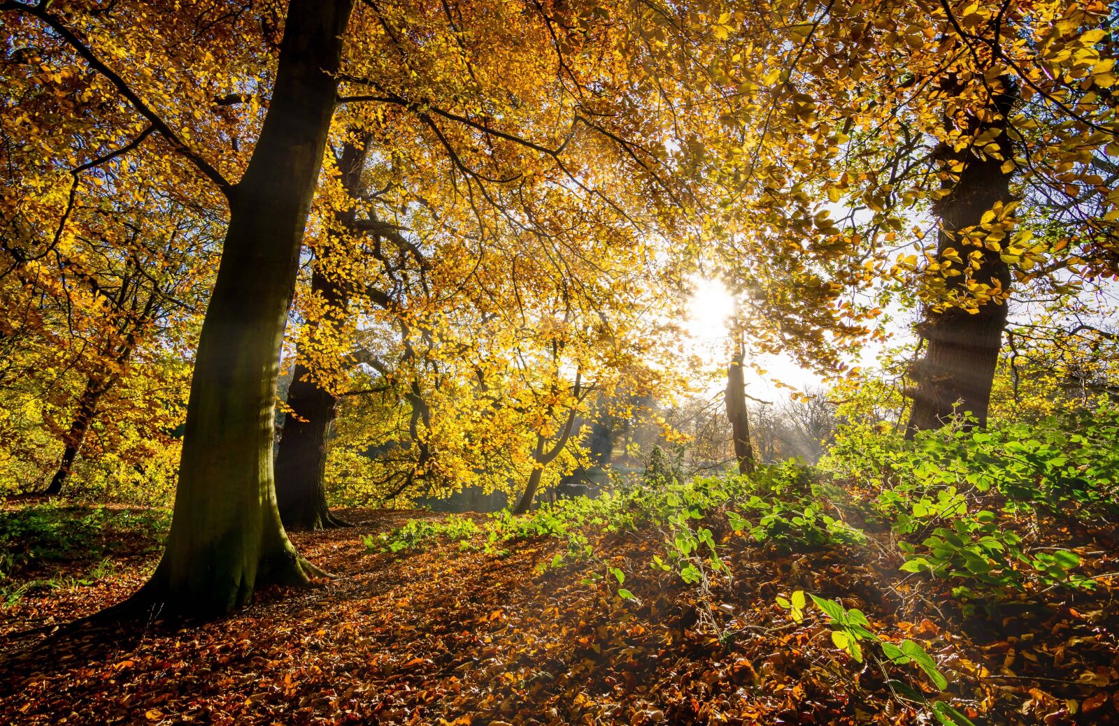 Nikon D7100 sample photo. Wood, nature, tree, dawn photography