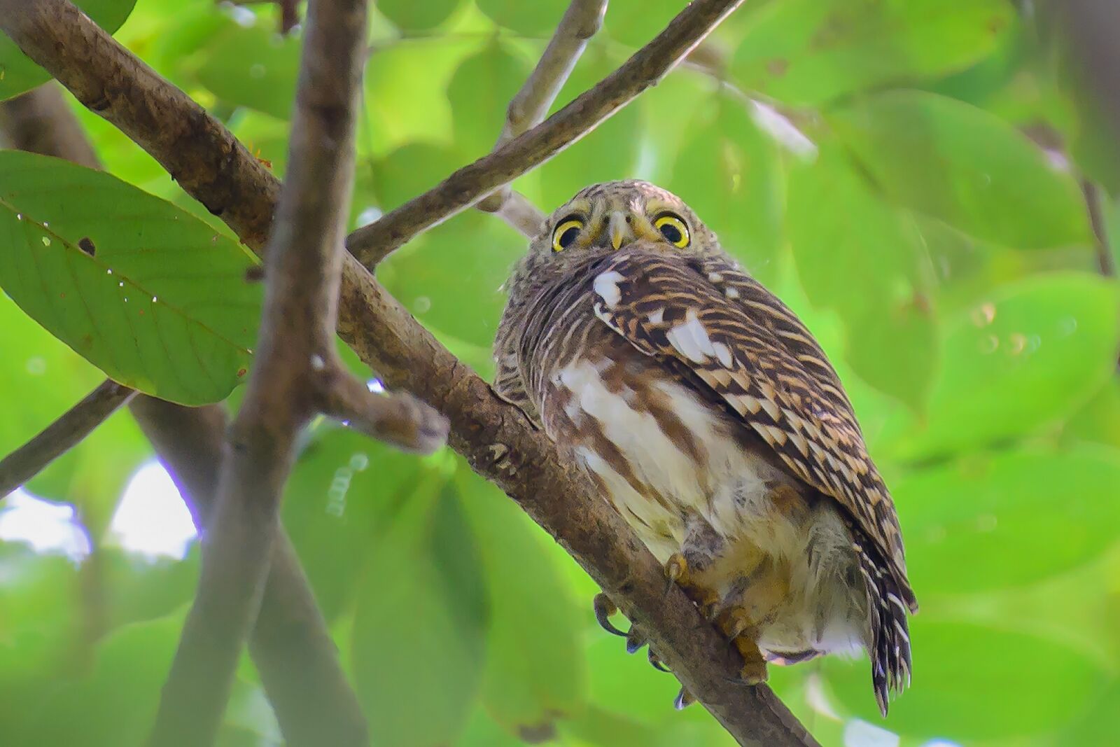 Nikon D7100 sample photo. Birds, eyes, autumn leaves photography