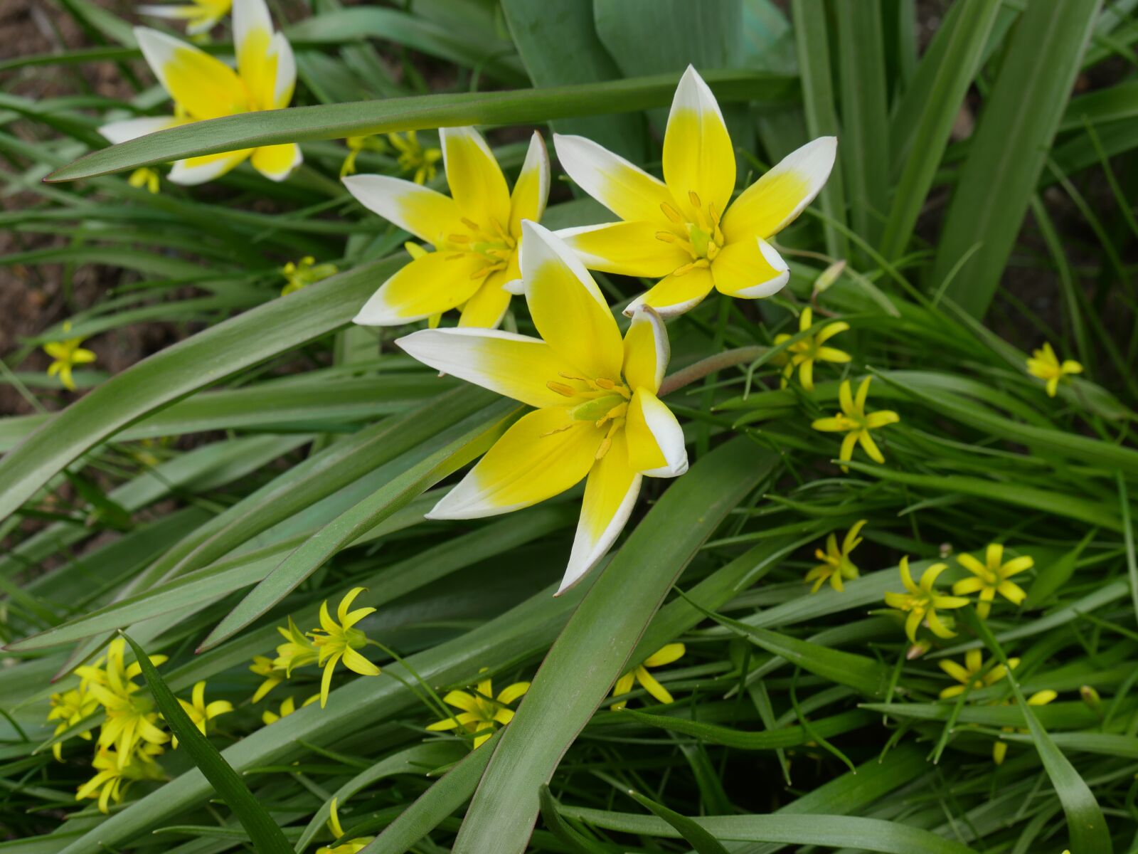 Panasonic Lumix DMC-GX8 sample photo. Crocuses, spring, a yellow photography