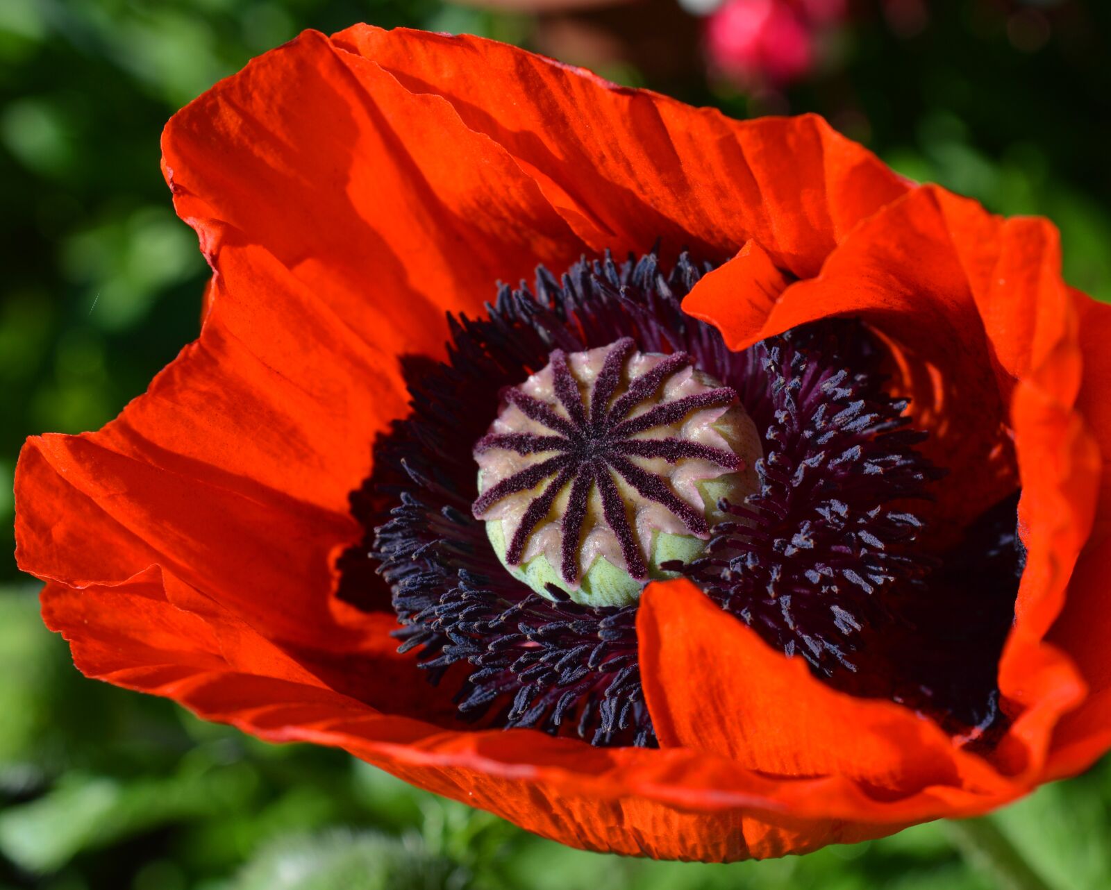 Nikon D3200 sample photo. Poppy, blossom, bloom photography