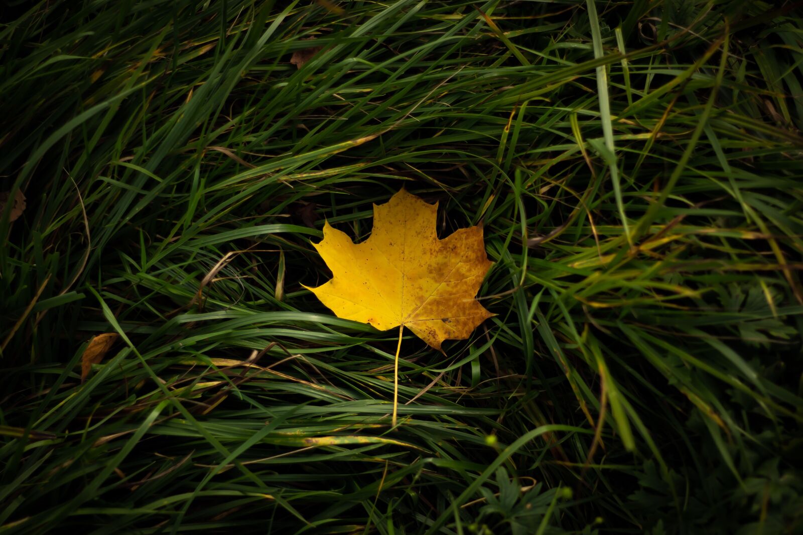 Canon EOS 700D (EOS Rebel T5i / EOS Kiss X7i) + Canon EF 50mm F1.8 STM sample photo. Foliage leaf, autumn, leaf photography