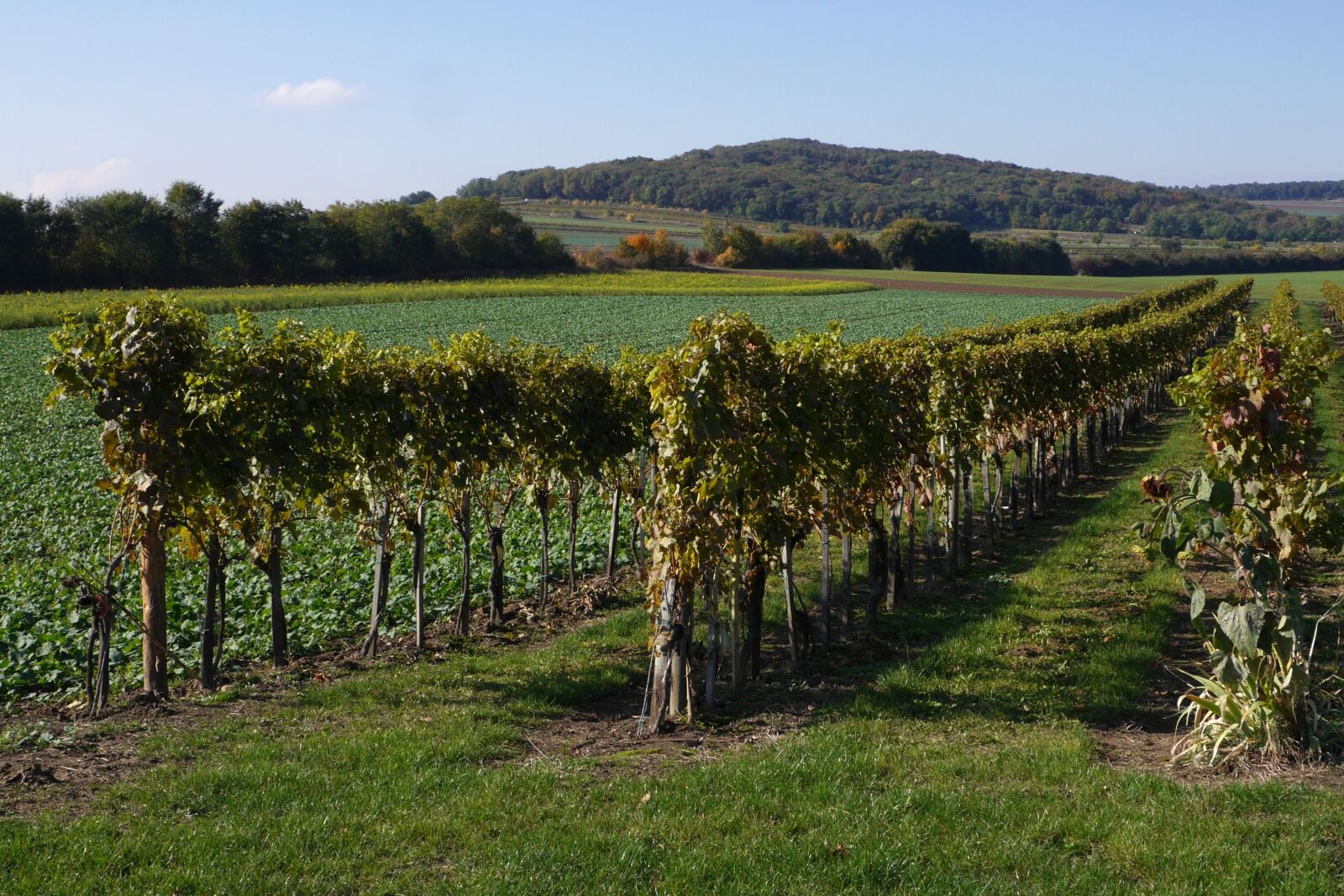 Panasonic Lumix DMC-G6 sample photo. Vineyard, country, fields photography