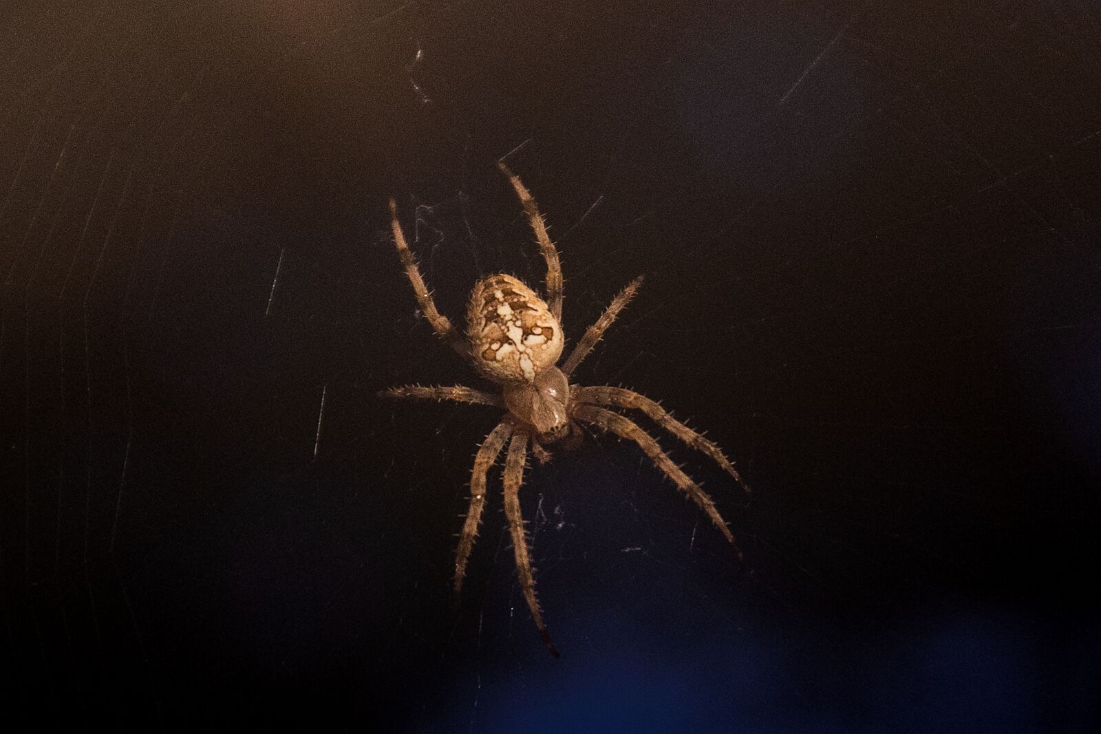 Canon EOS 60D sample photo. Spider, web, cobweb photography