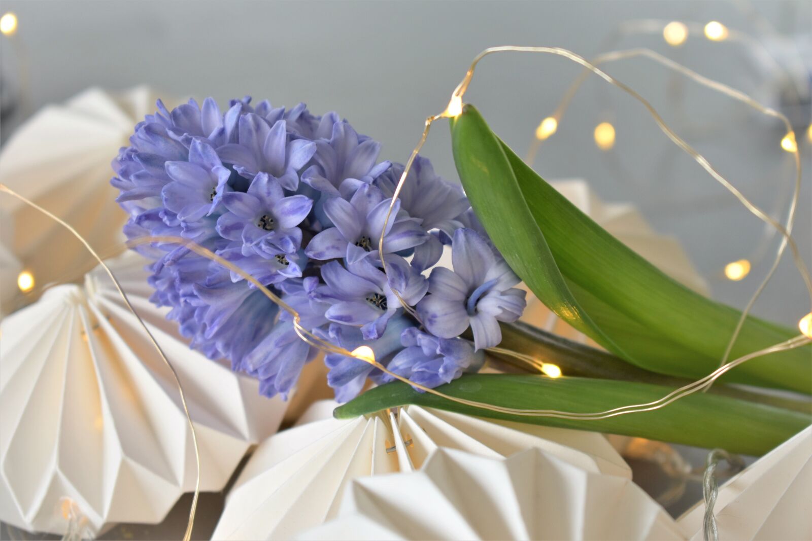Nikon D5500 sample photo. Decoration, deco, table decorations photography