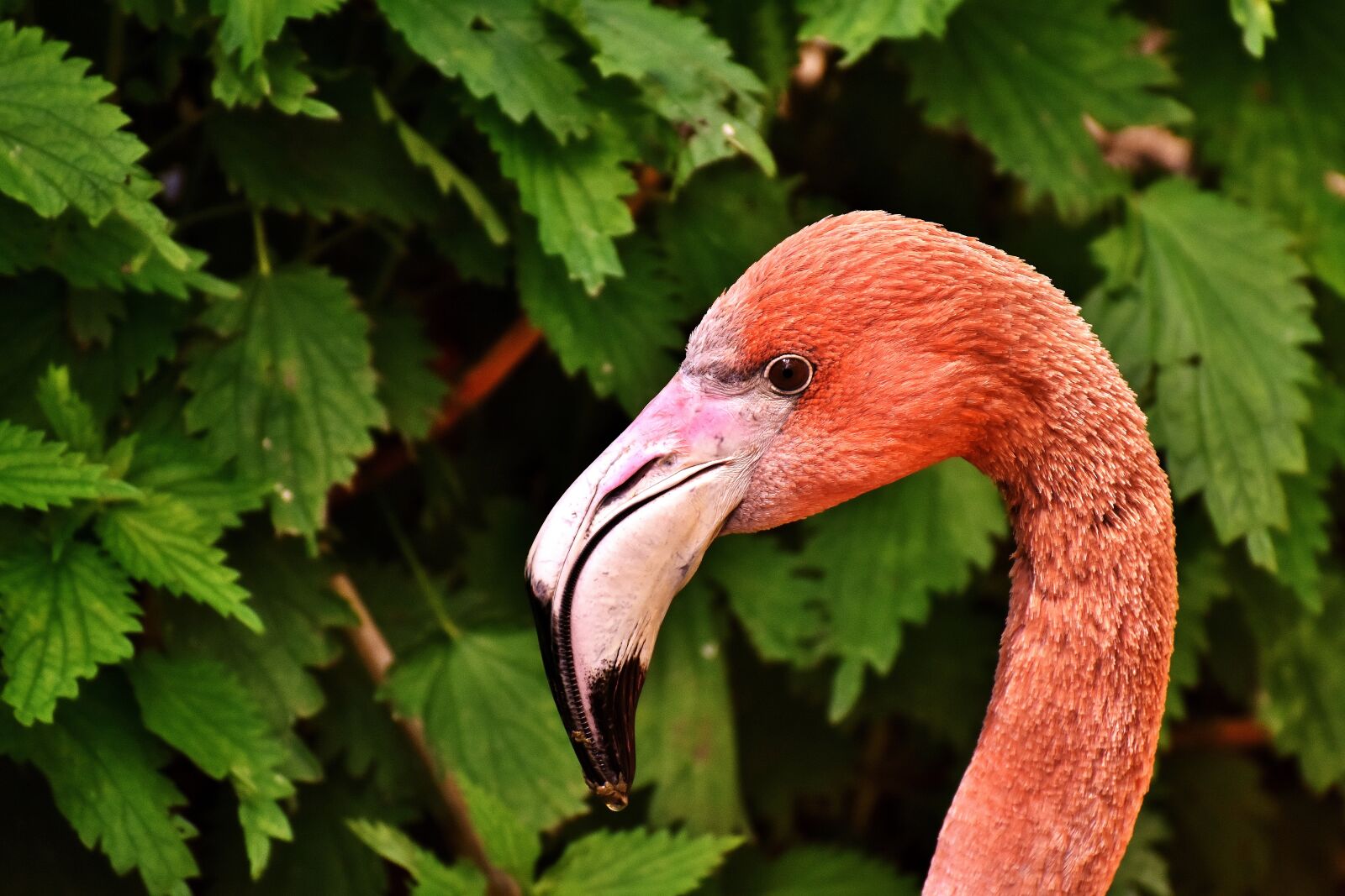 Nikon D7200 sample photo. Flamingo, bird, colorful photography