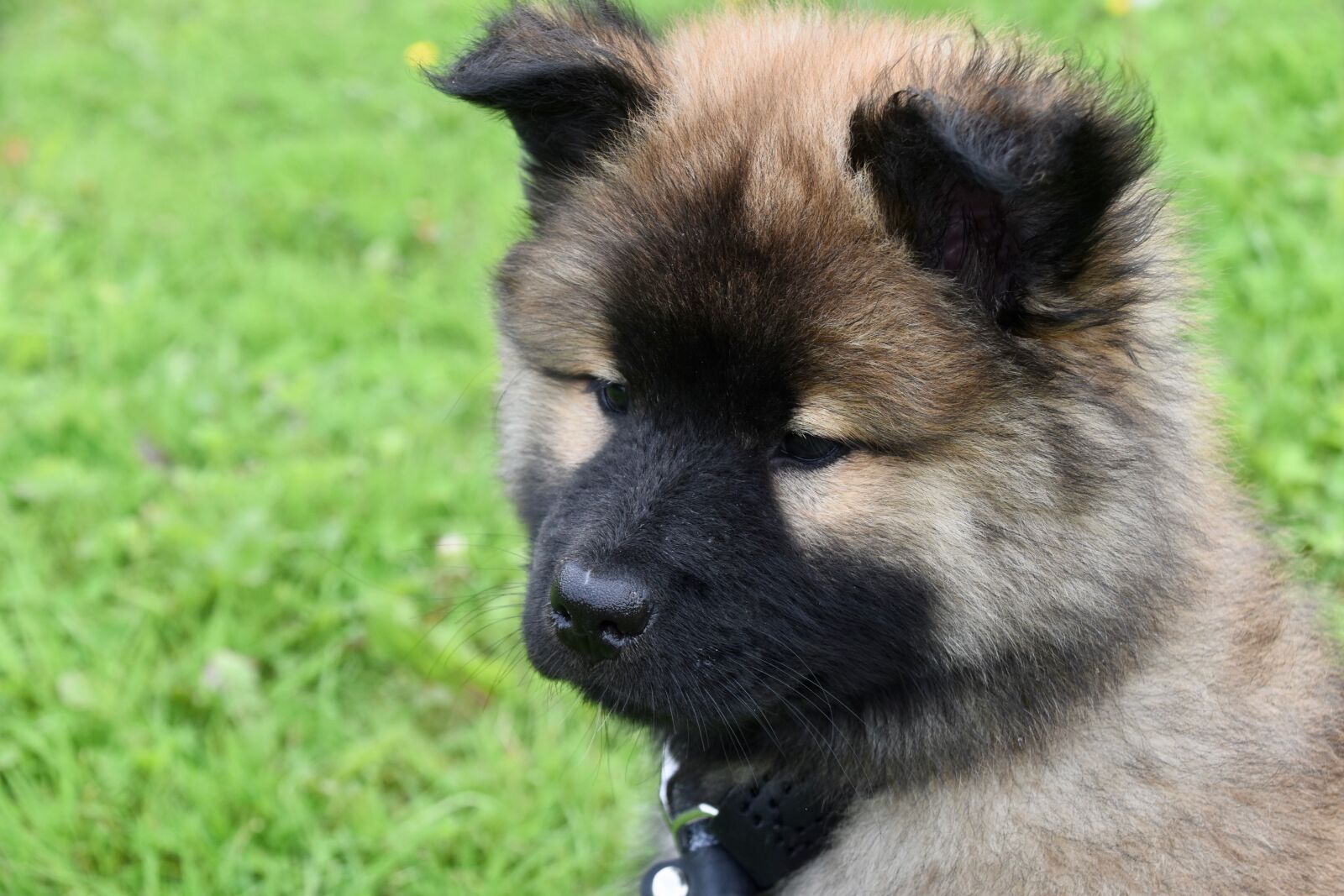 Nikon D5600 sample photo. Dog, dog eurasier, puppy photography