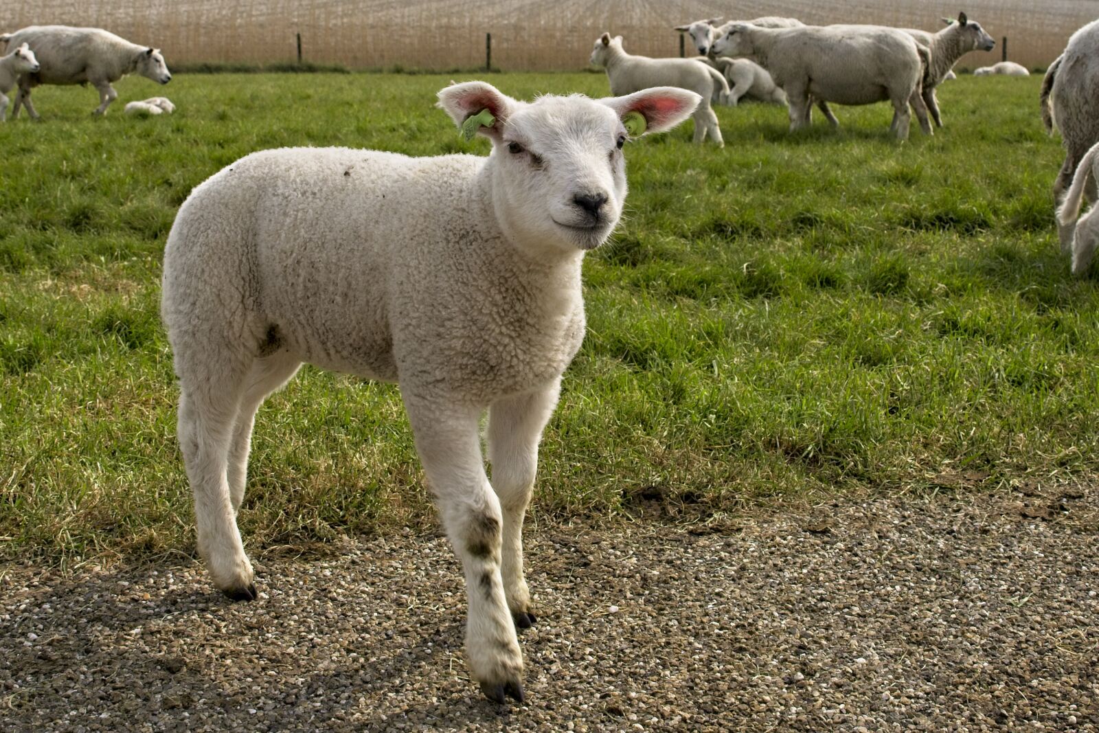 Canon EOS 6D Mark II sample photo. Sheep, lambs, herd photography