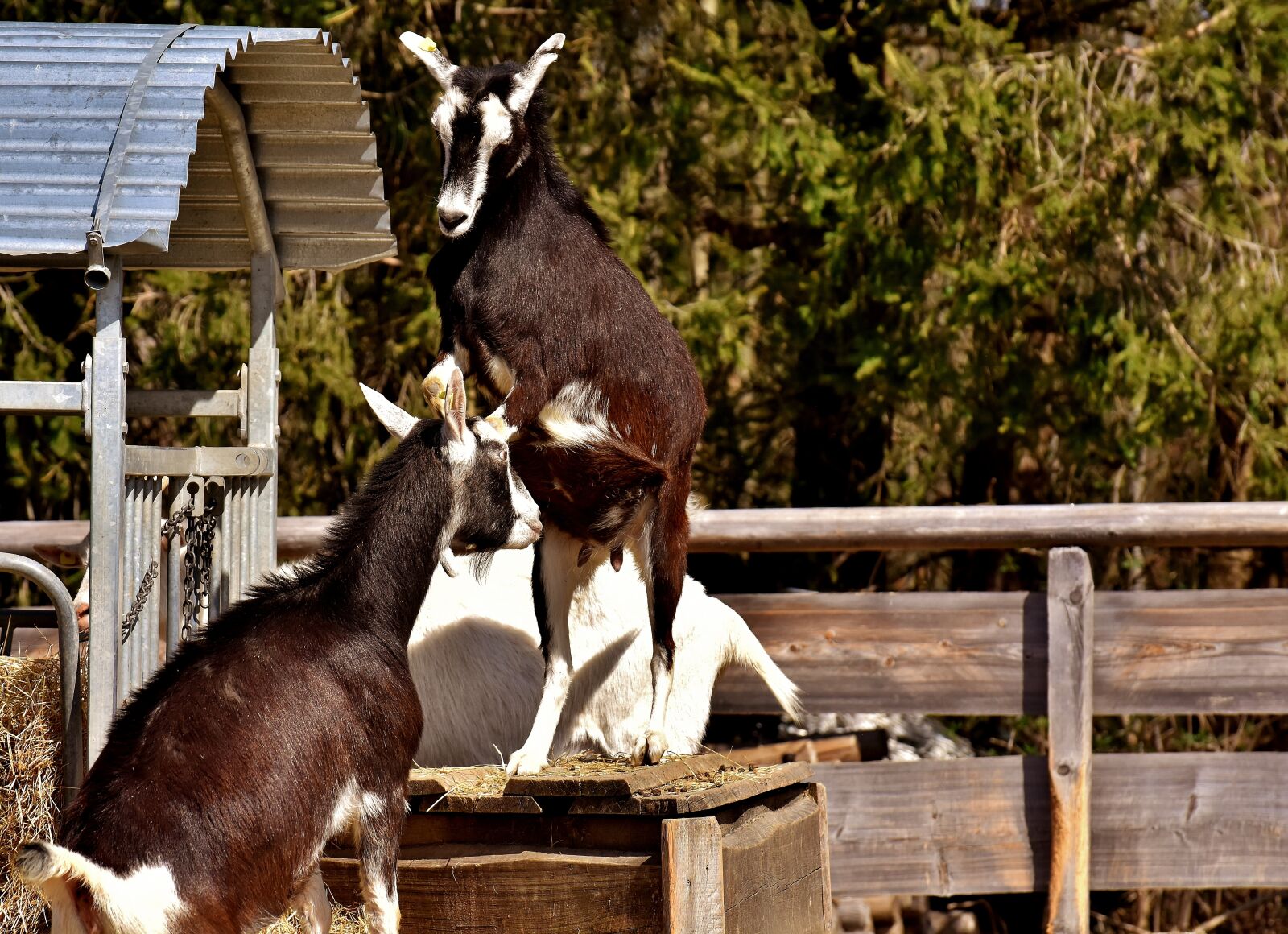 Nikon D7200 sample photo. Goats, play, animals photography