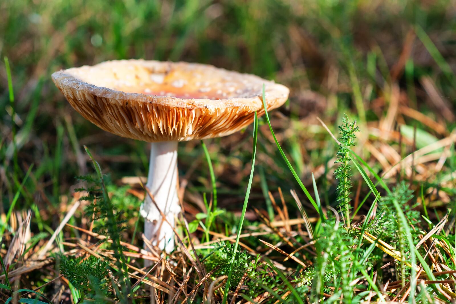 Nikon D300S sample photo. Forest, autumn, mushroom photography