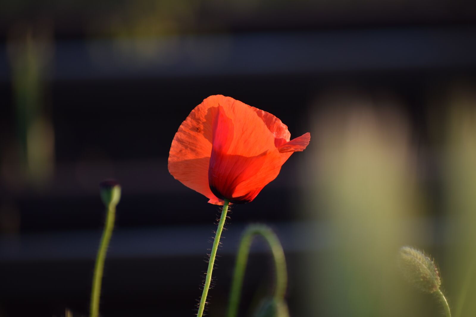 Nikon D3300 sample photo. Red poppy, sunset, golden photography