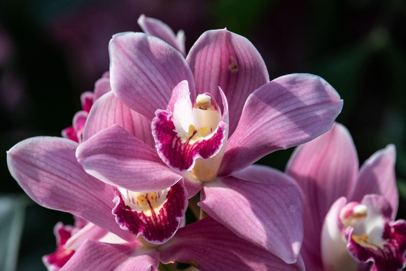 Canon EF-S 55-250mm F4-5.6 IS STM sample photo. Orchid, flower, plant photography