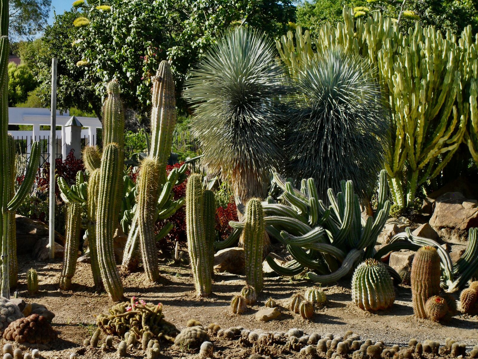Samsung PL51 / VLUU PL51 /  SL203 sample photo. Cactus, trees, nature photography
