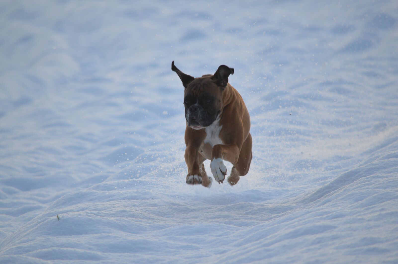 Nikon D3200 sample photo. Dog, animal, winter photography