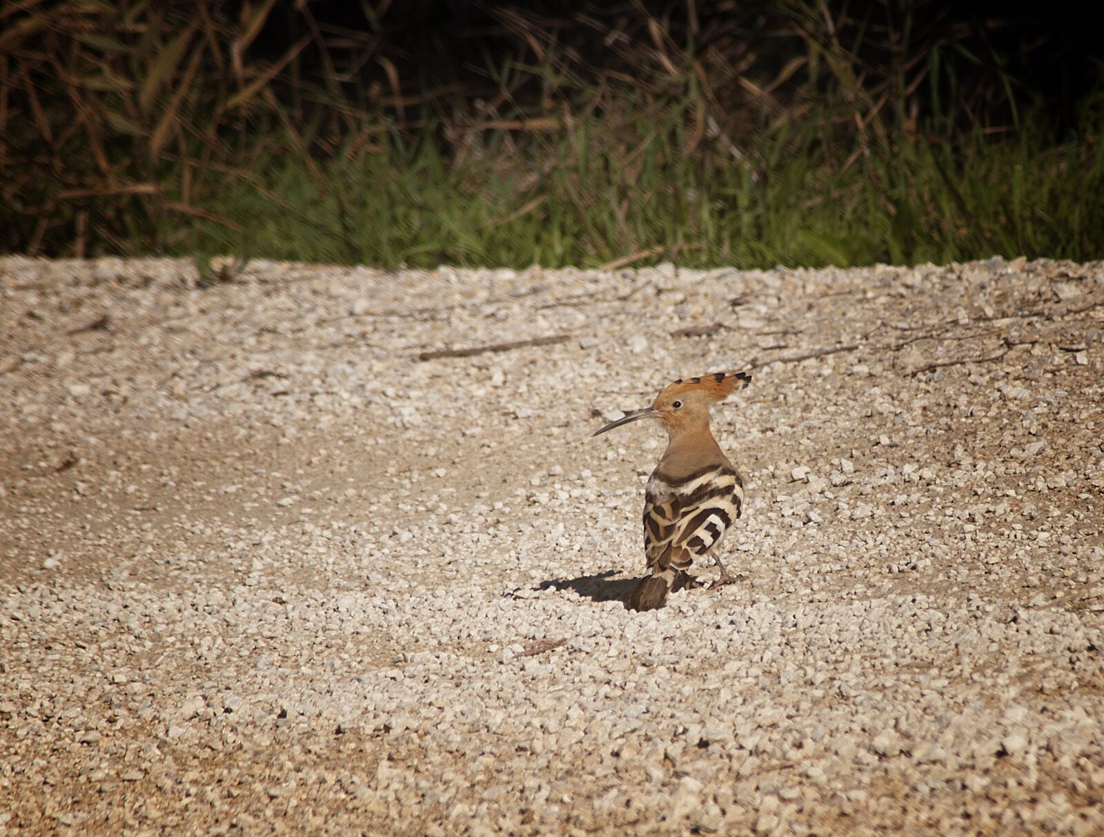 Nikon D90 sample photo. Hoopoe, birds, nature photography