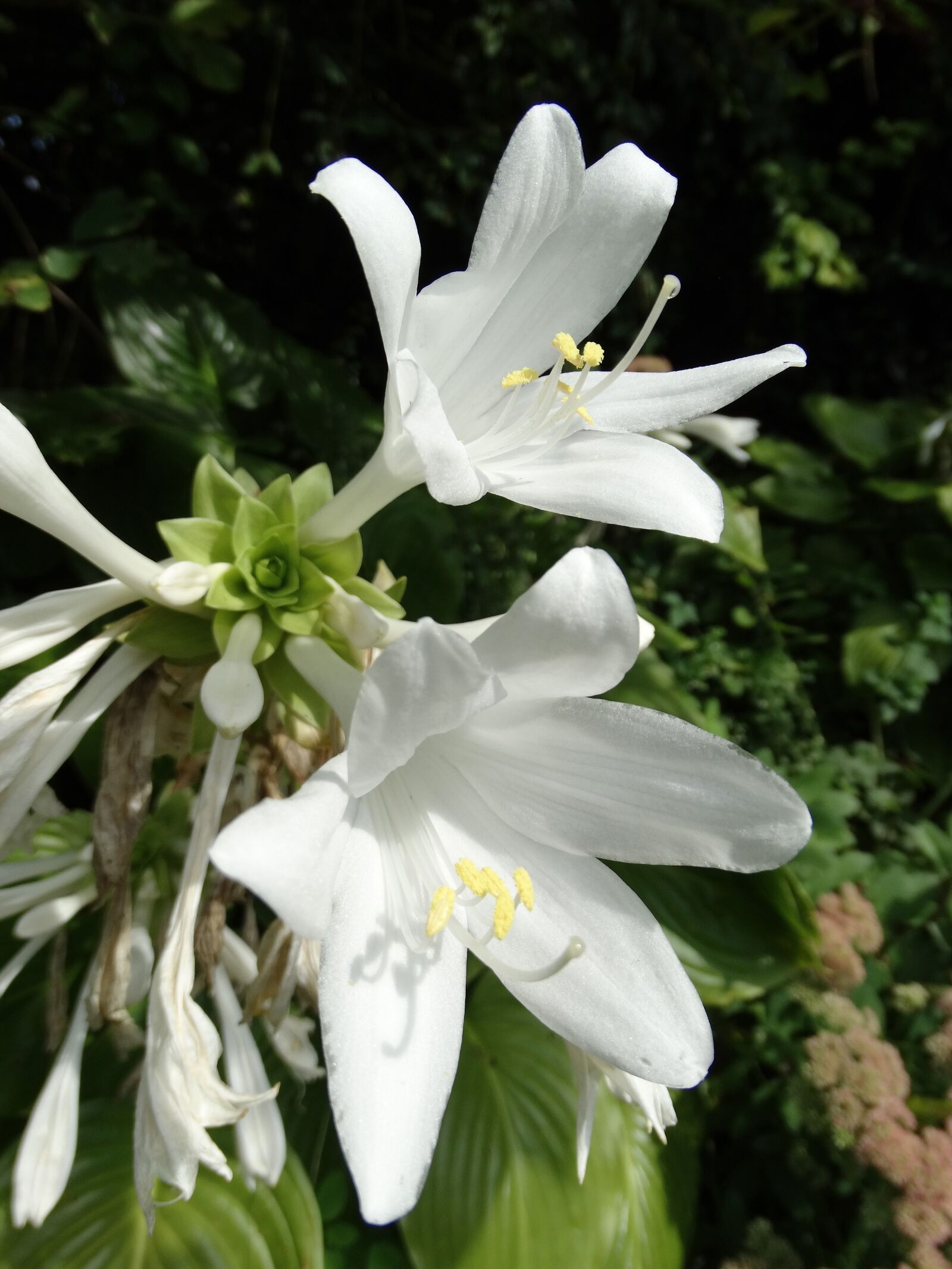 Sony Cyber-shot DSC-HX300 sample photo. Flowers, blossom, bloom photography