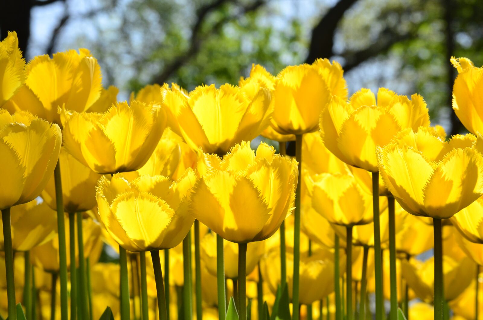 Nikon D5100 sample photo. Tulip, flower, orange photography