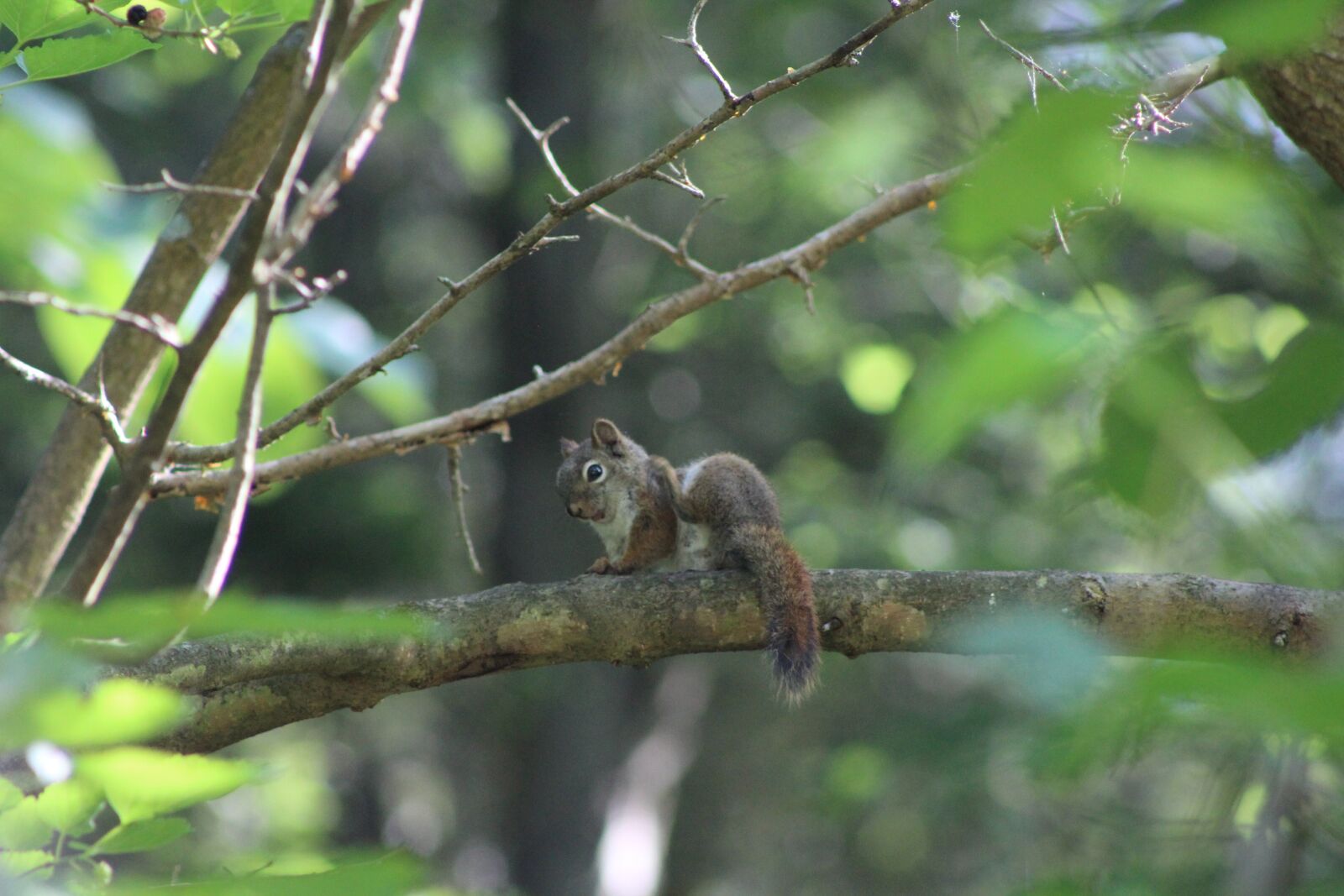 Canon EOS 1200D (EOS Rebel T5 / EOS Kiss X70 / EOS Hi) + Canon EF75-300mm f/4-5.6 sample photo. Squirrel, nature, forest photography