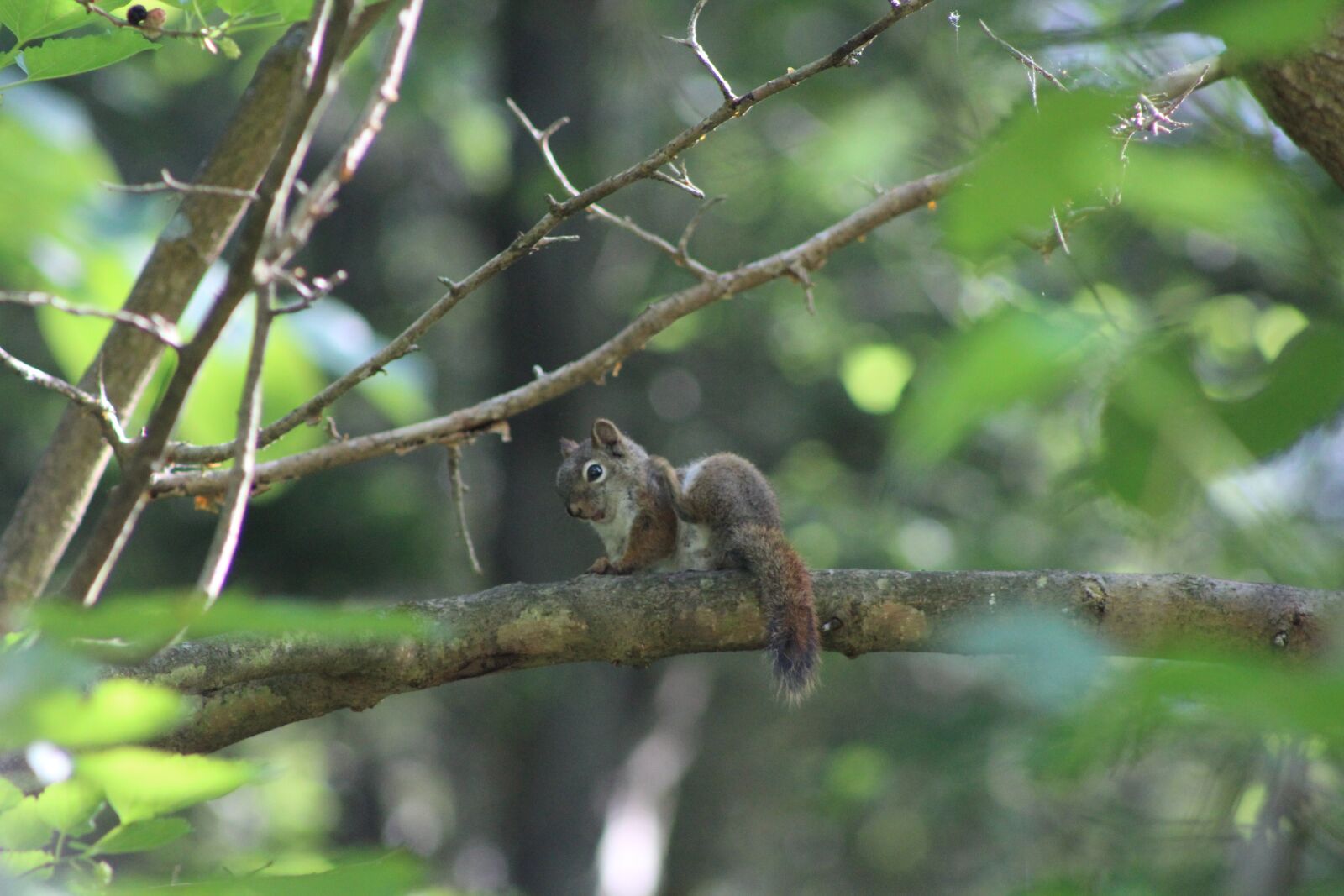 Canon EOS 1200D (EOS Rebel T5 / EOS Kiss X70 / EOS Hi) sample photo. Squirrel, nature, forest photography