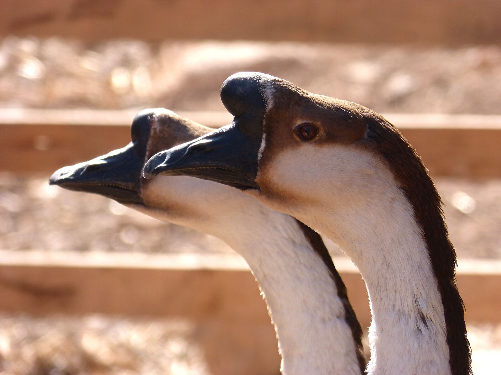 Panasonic DMC-FZ62 sample photo. Duck, goose, mallard photography