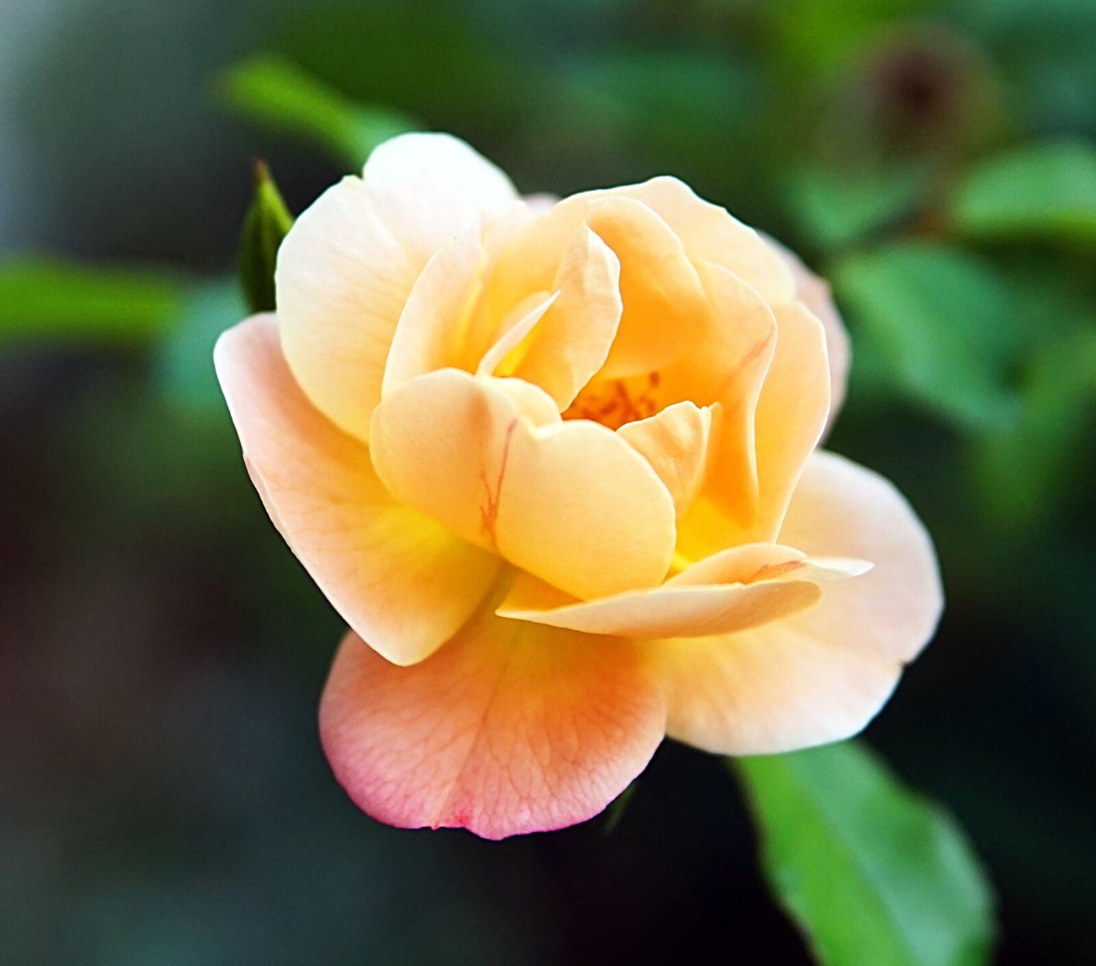 Sony Alpha a5000 (ILCE 5000) + Sigma 30mm F1.4 DC DN | C sample photo. Rose, blossom, bloom photography