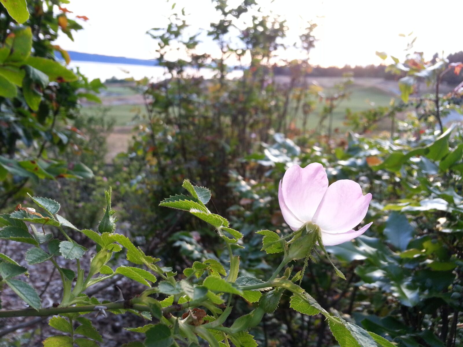 Samsung Galaxy Note2 sample photo. Delicate, tranquility, wild rose photography