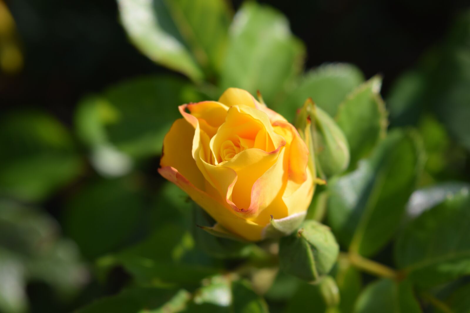 Nikon D3300 sample photo. Rose, yellow, blossom photography