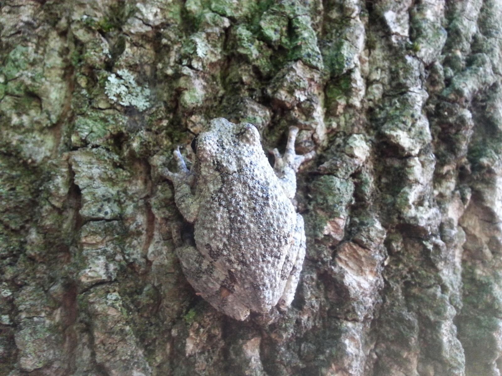 Samsung Galaxy S3 sample photo. Tree-frog, bark, nature photography