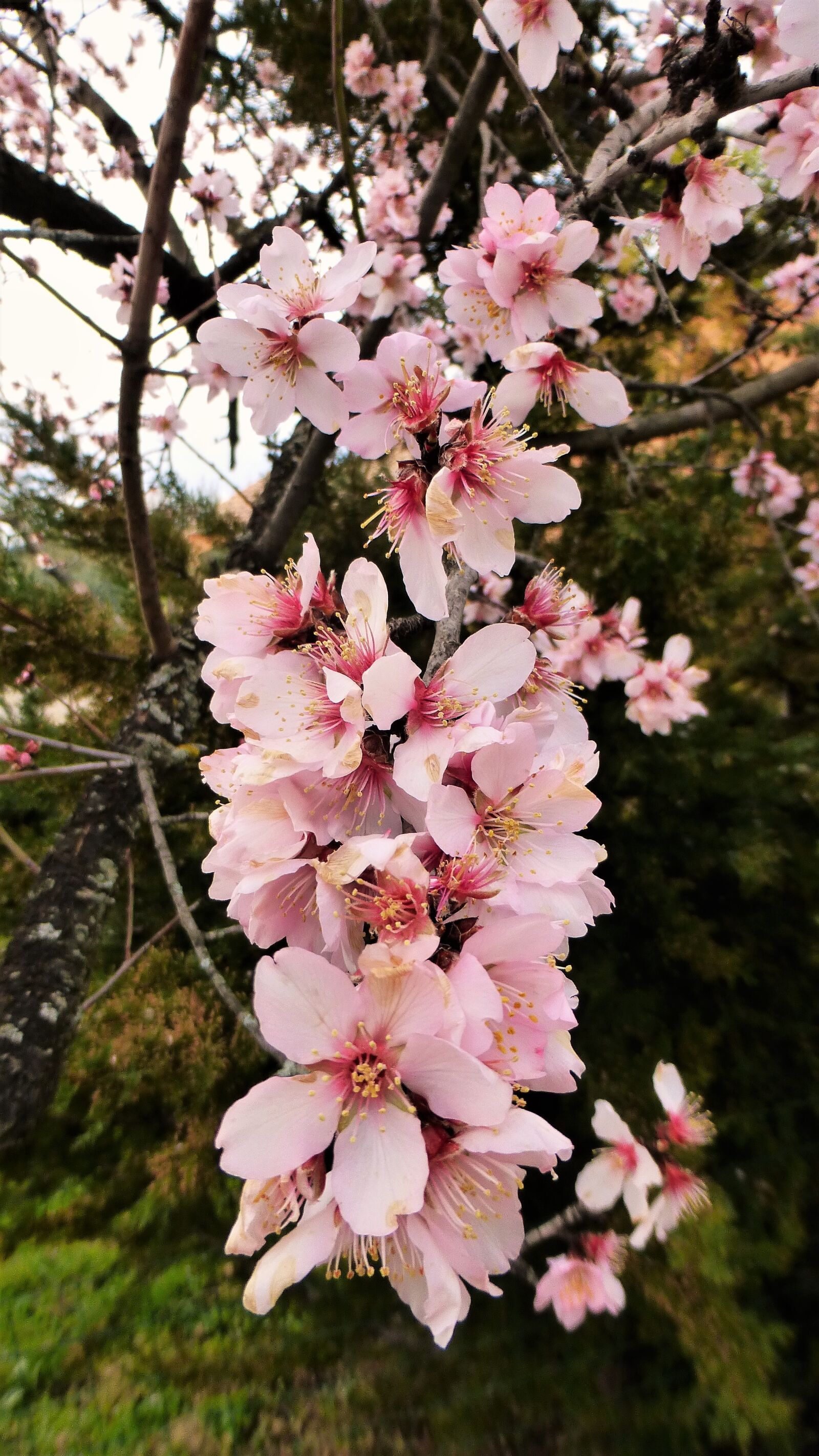 Panasonic Lumix DMC-ZS25 (Lumix DMC-TZ35) sample photo. Tree, flower, plant photography