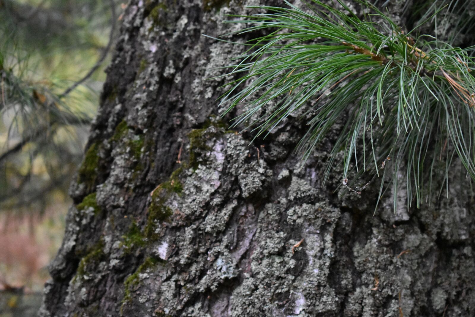 Nikon D3400 sample photo. Needles, tree, needle photography