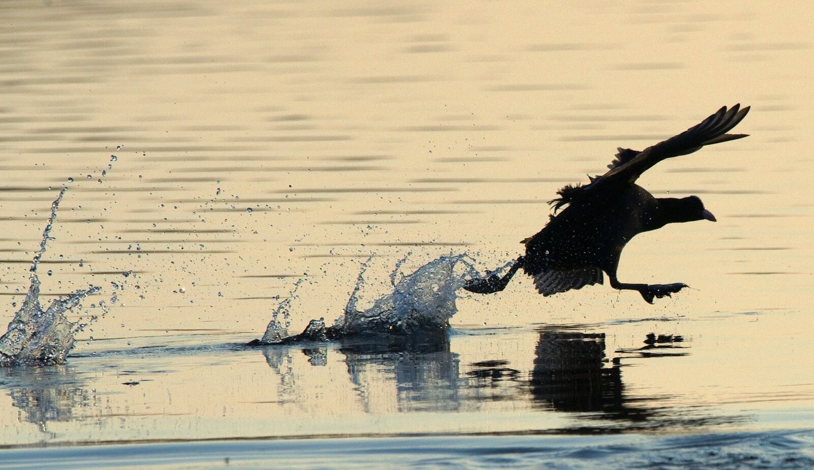 Nikon D3S sample photo. Coot, bird, water bird photography