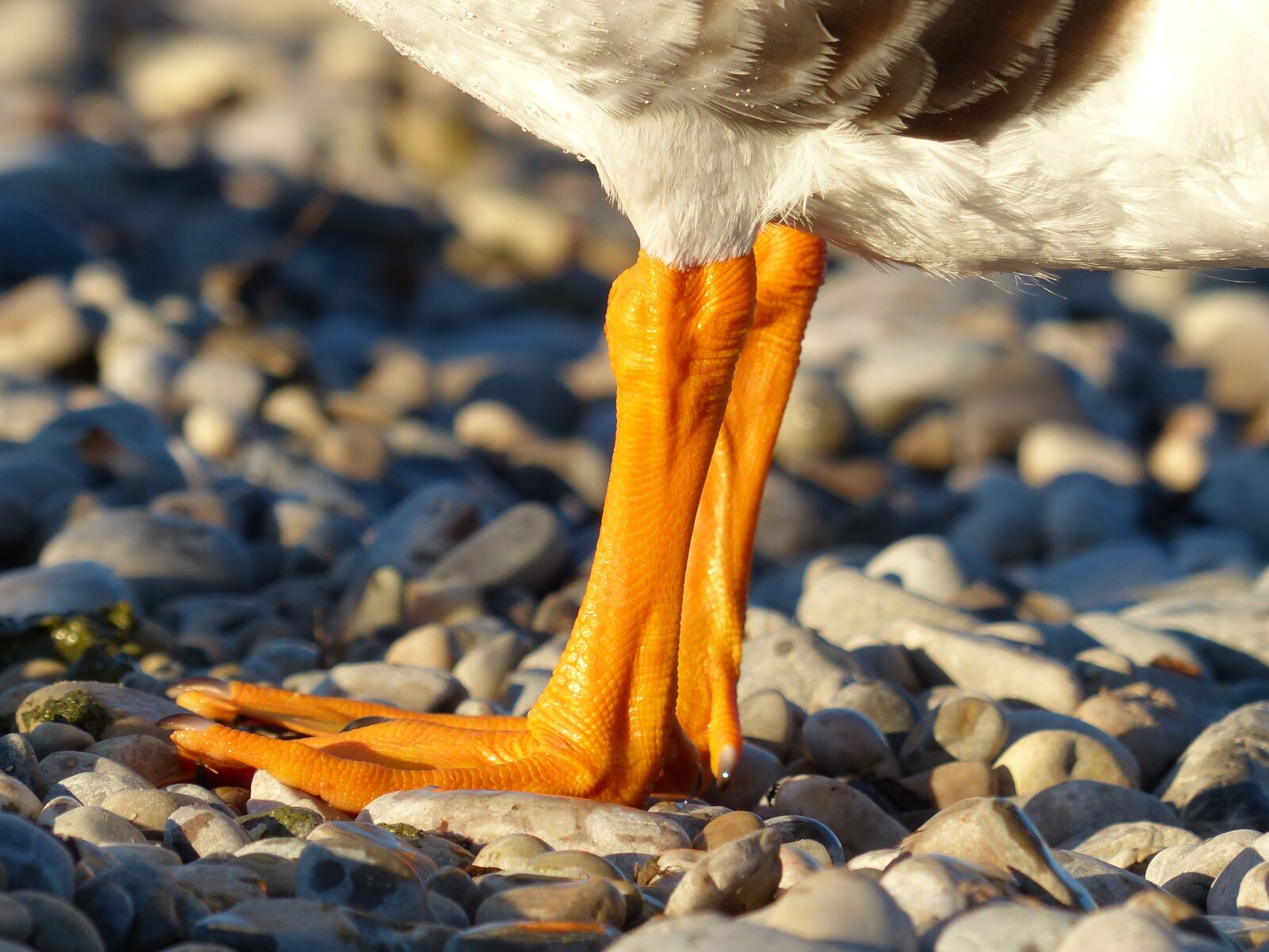Panasonic Lumix DMC-FZ200 sample photo. Duck, duck feet, feet photography