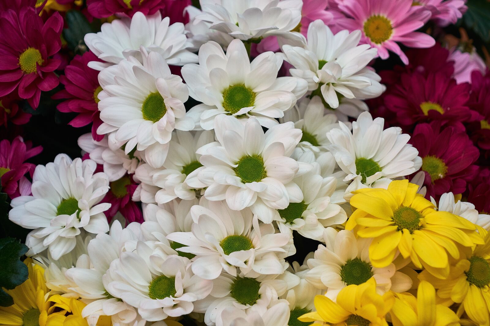 Nikon D7200 sample photo. Margaritas, leaves, colorful photography