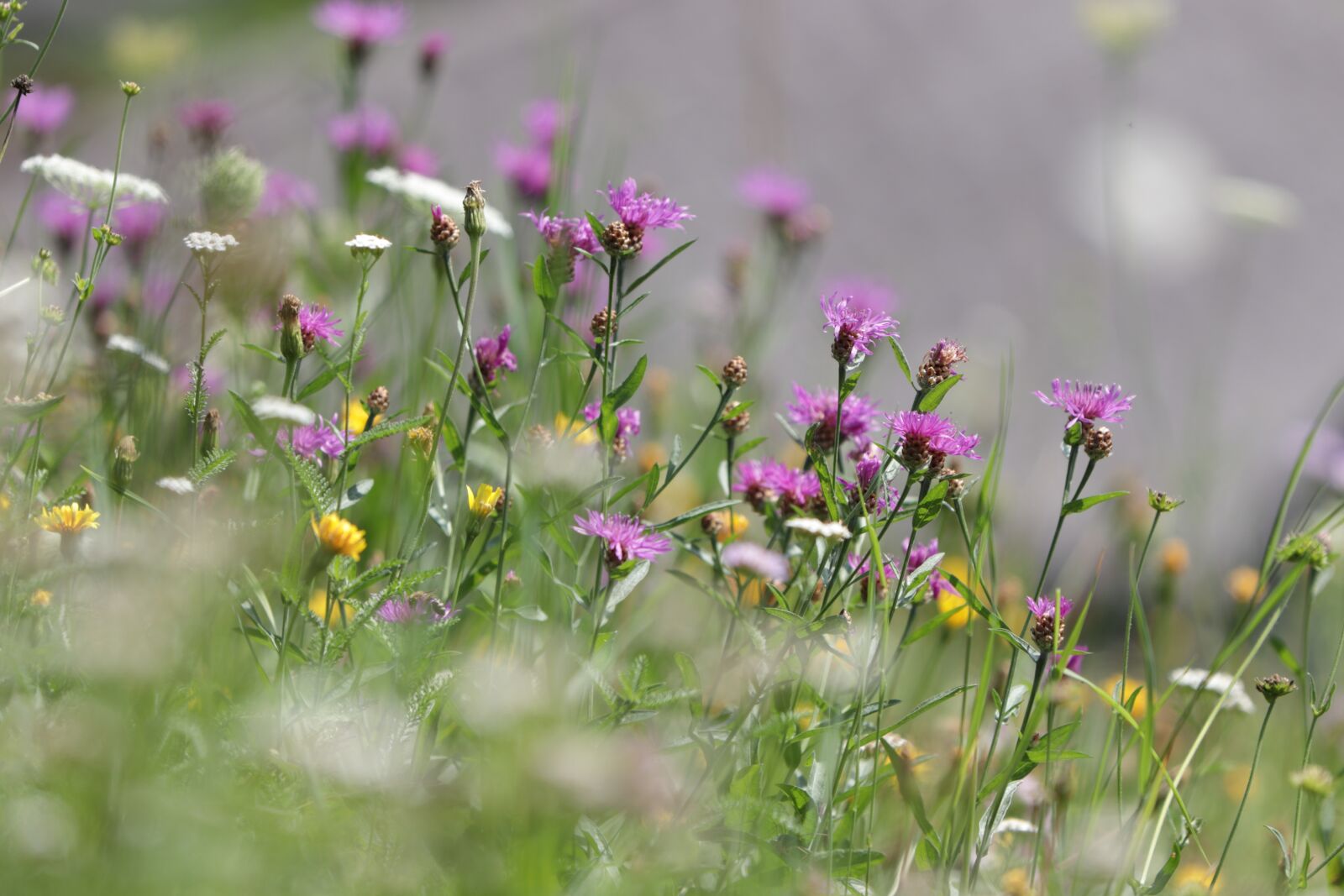 Canon EOS 77D (EOS 9000D / EOS 770D) + Canon EF 70-300 F4-5.6 IS II USM sample photo. Spring meadow, green, may photography