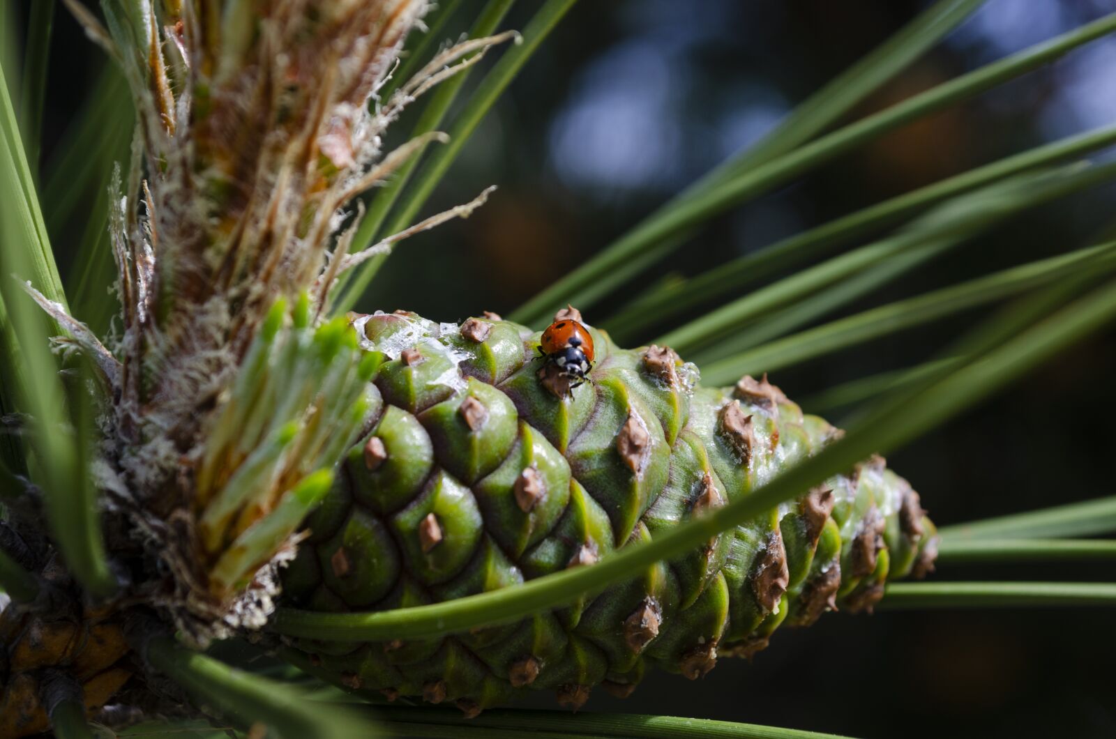 Nikon D5100 sample photo. Pine cone, insect, view photography