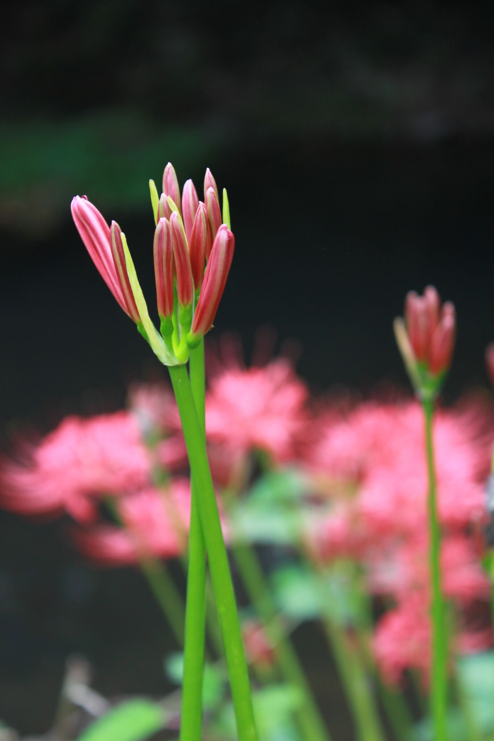 Canon EOS 500D (EOS Rebel T1i / EOS Kiss X3) sample photo. Xishan, stone production, flowers photography
