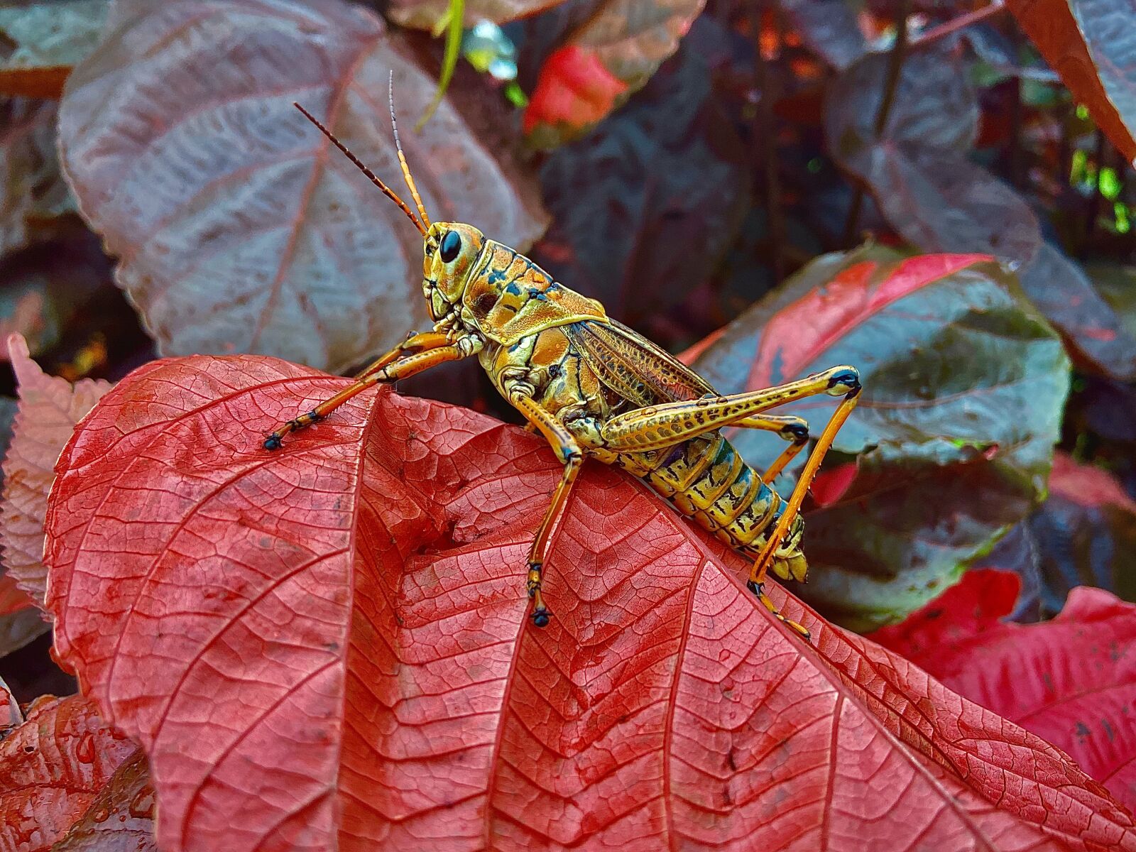Apple iPhone 11 sample photo. Lubber, grasshopper, bright photography
