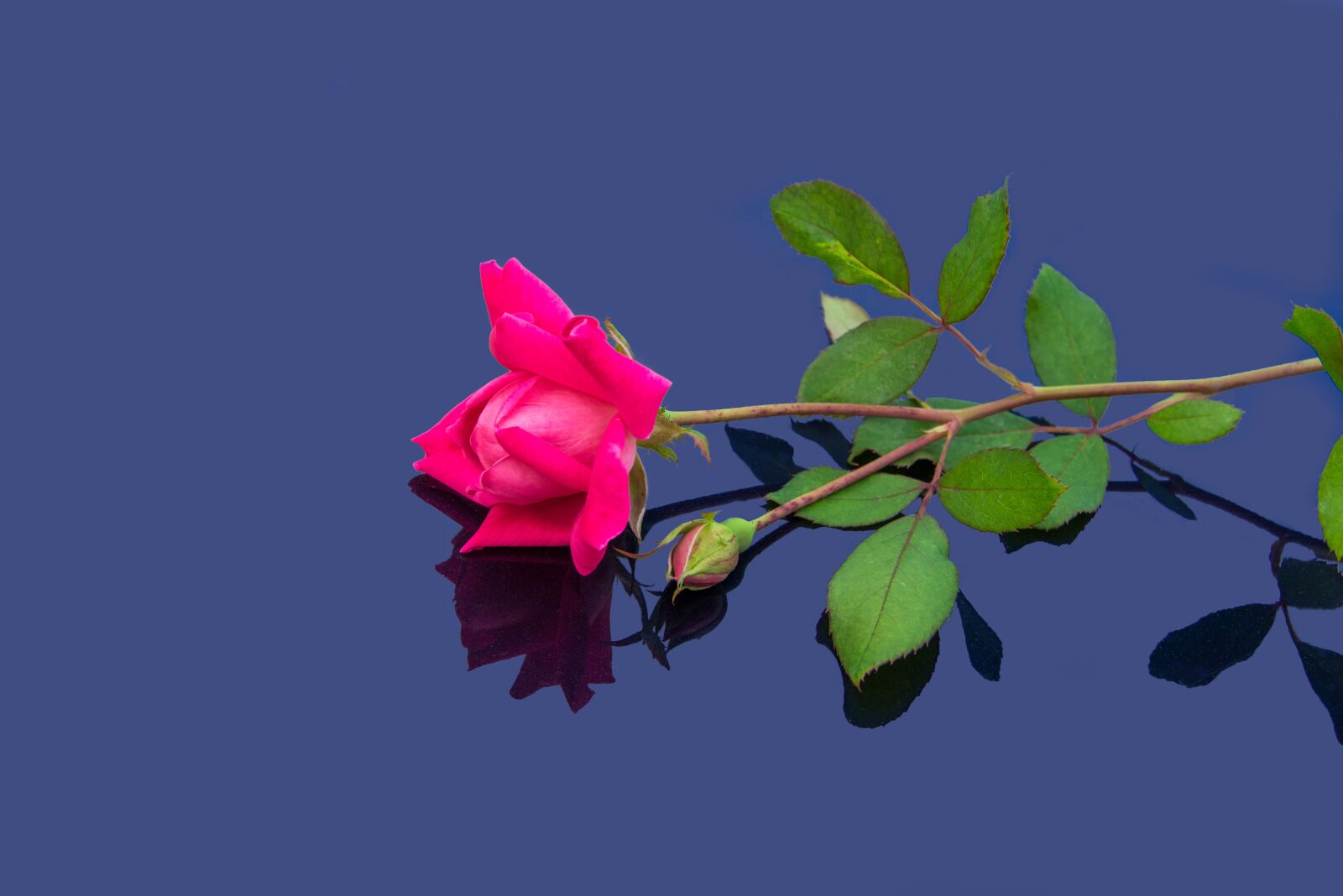 Nikon D800 sample photo. Rose, flowers, mohan photography