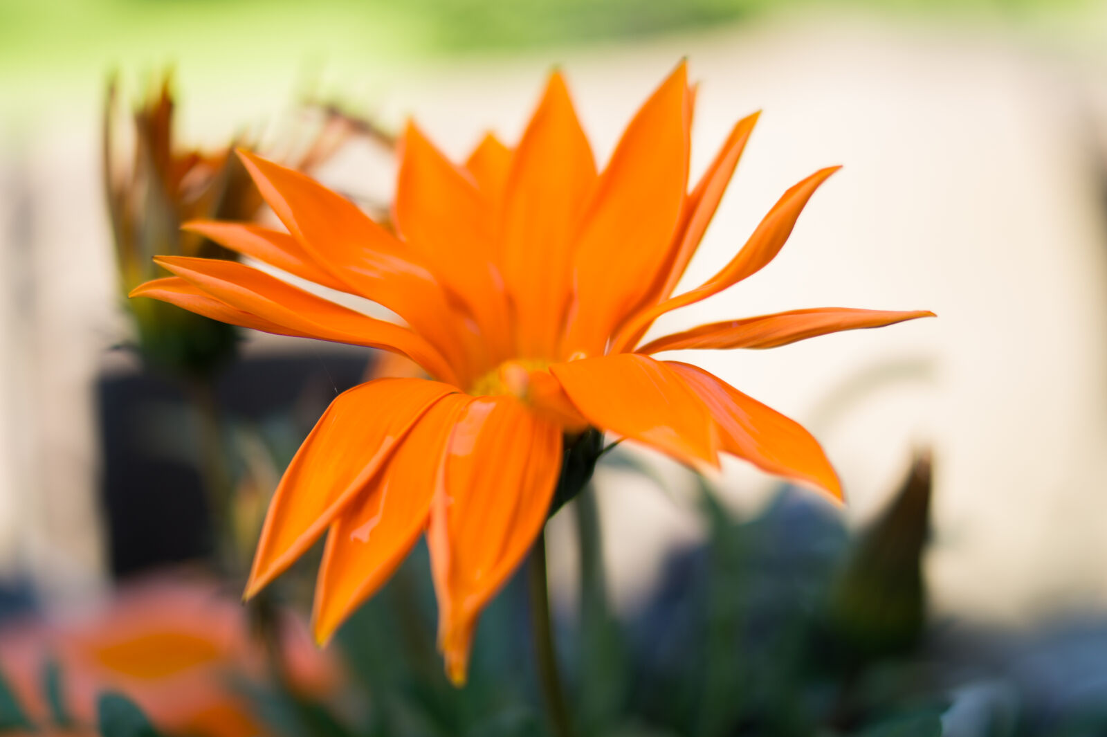 Sony DT 35mm F1.8 SAM sample photo. Beautiful, flora, flower, nature photography