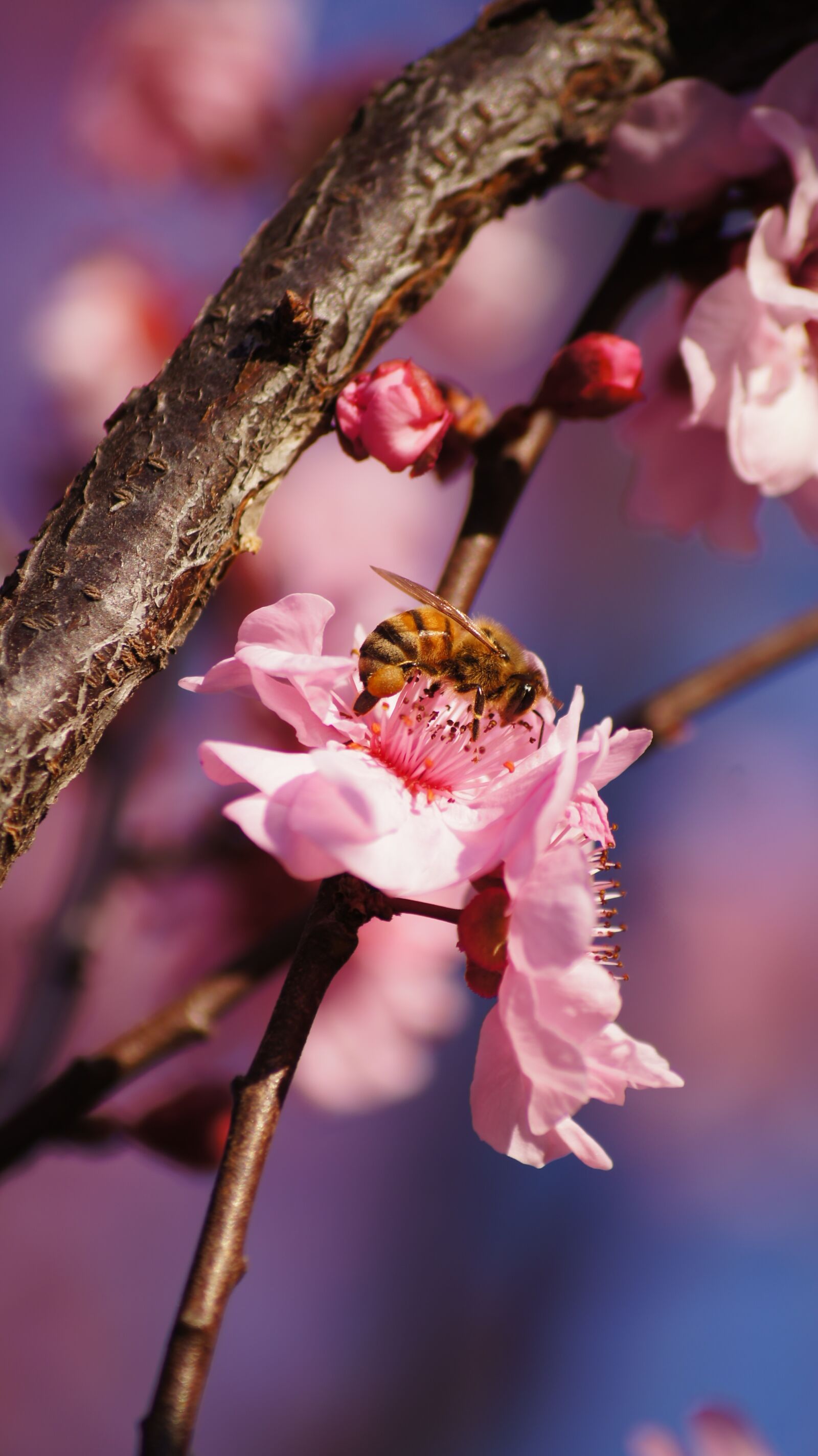 Sony SLT-A55 (SLT-A55V) sample photo. Bee, pink flower, bokeh photography