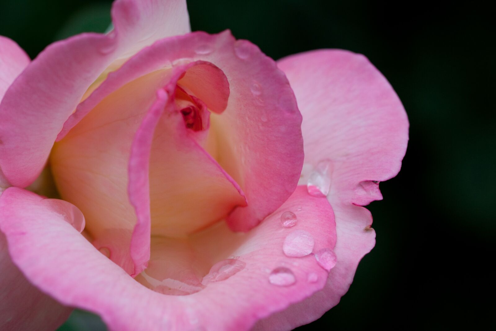 Canon EOS 5D Mark II sample photo. Rose, pink, cream photography