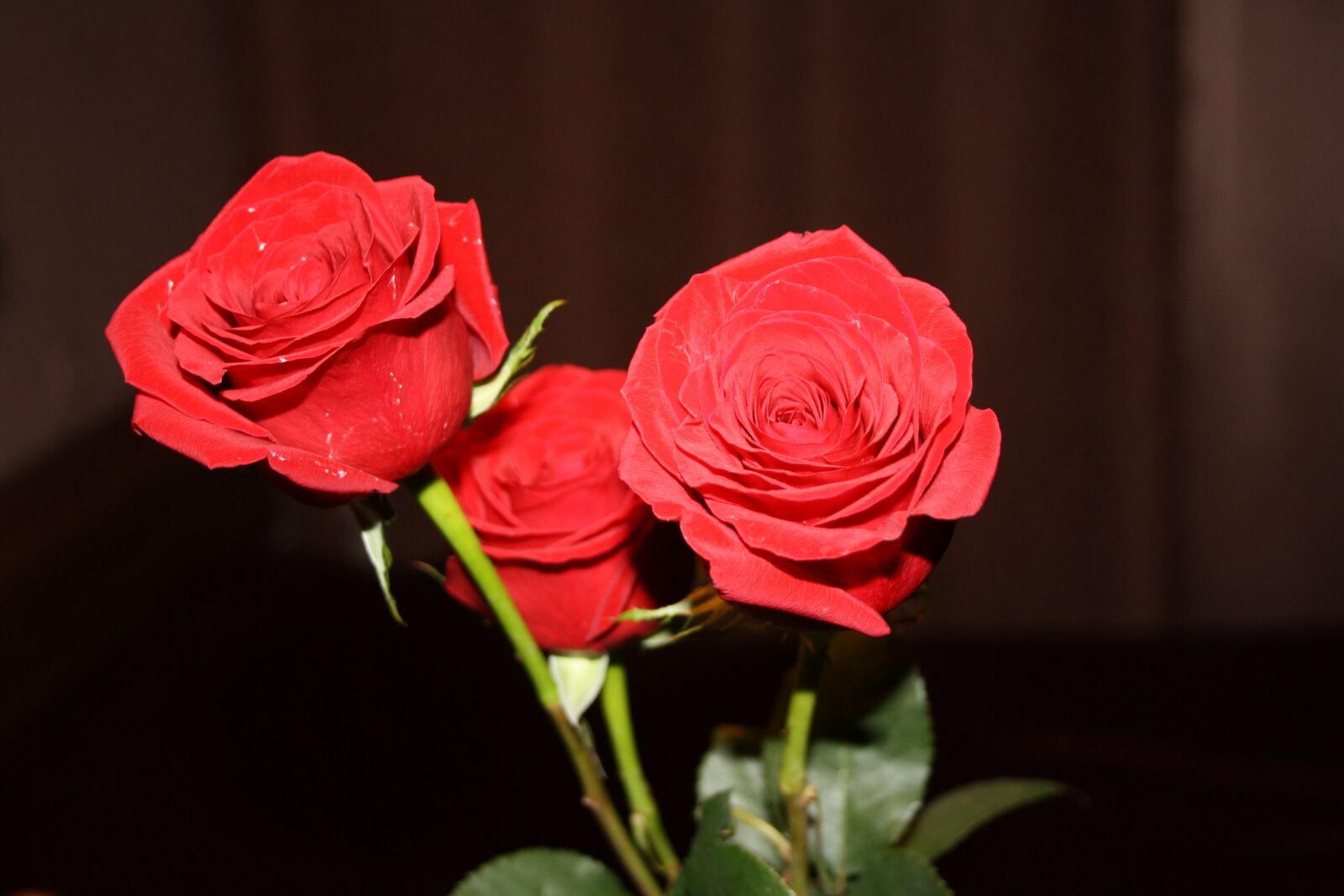 Canon EOS 1000D (EOS Digital Rebel XS / EOS Kiss F) sample photo. Roses, flowers, red rose photography