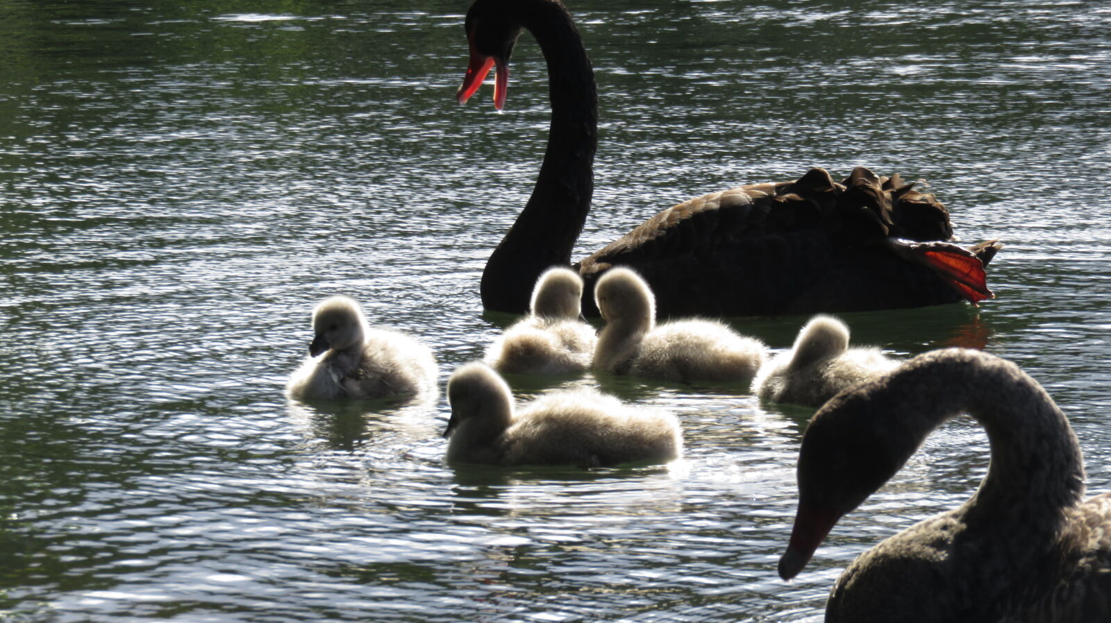 Canon PowerShot SX710 HS sample photo. Baby, swans, birds, black photography