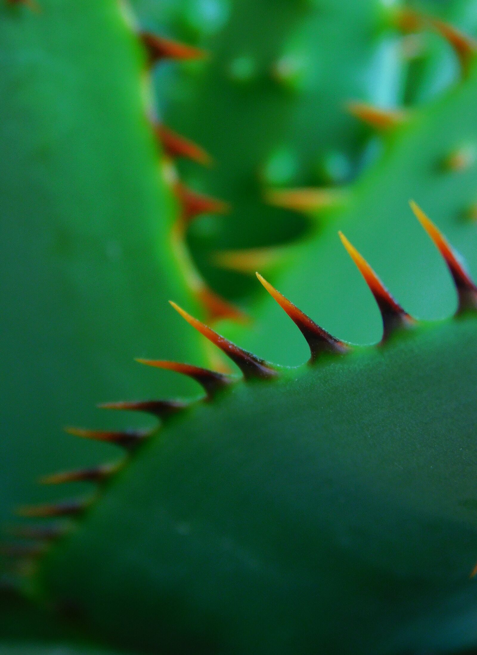 Nikon Coolpix B500 sample photo. Plant, macro, green photography