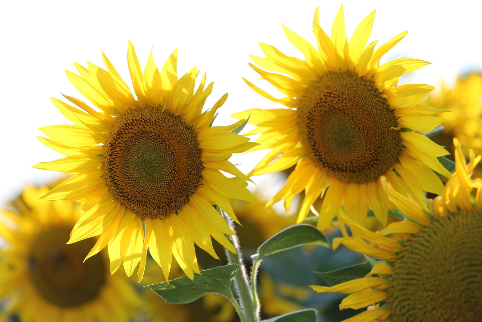 Canon EF 70-300 F4-5.6 IS II USM sample photo. Agriculture, sunflowers, bloom photography