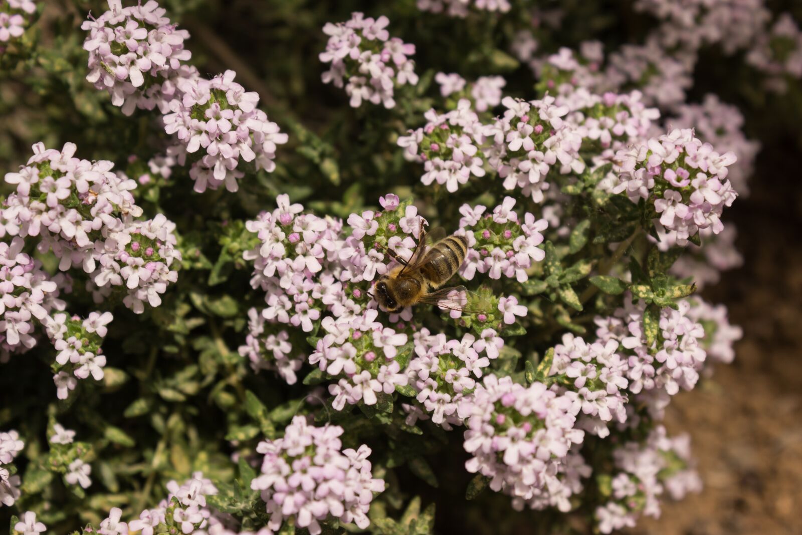 Canon EOS 600D (Rebel EOS T3i / EOS Kiss X5) sample photo. Bee, summer, purple photography