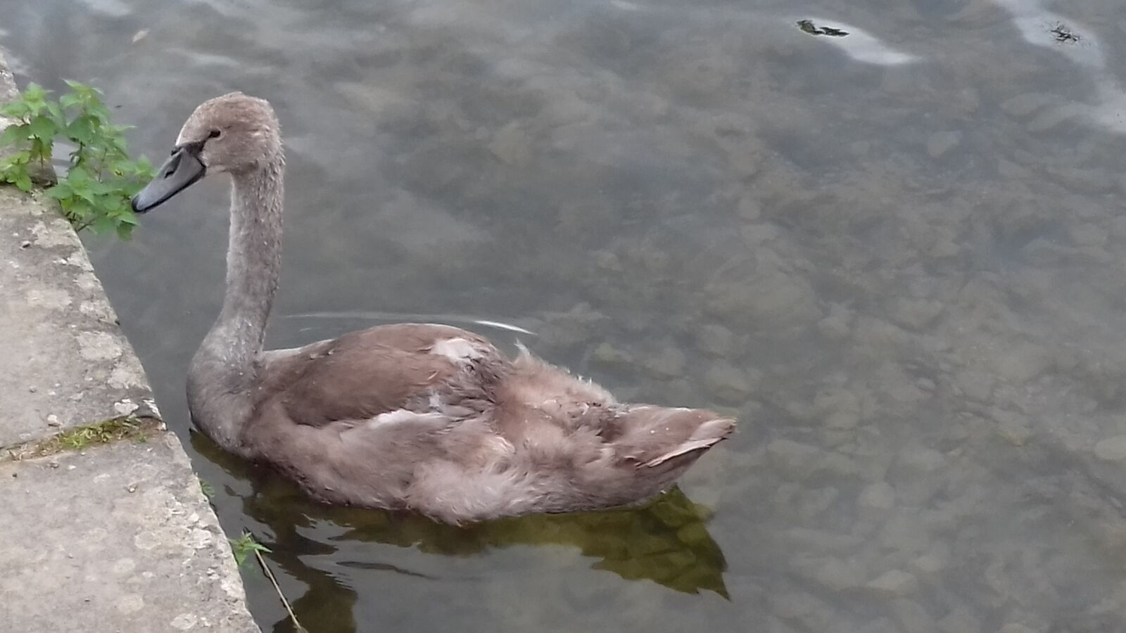 Samsung Galaxy J3(2016) sample photo. Swan, baby, water photography